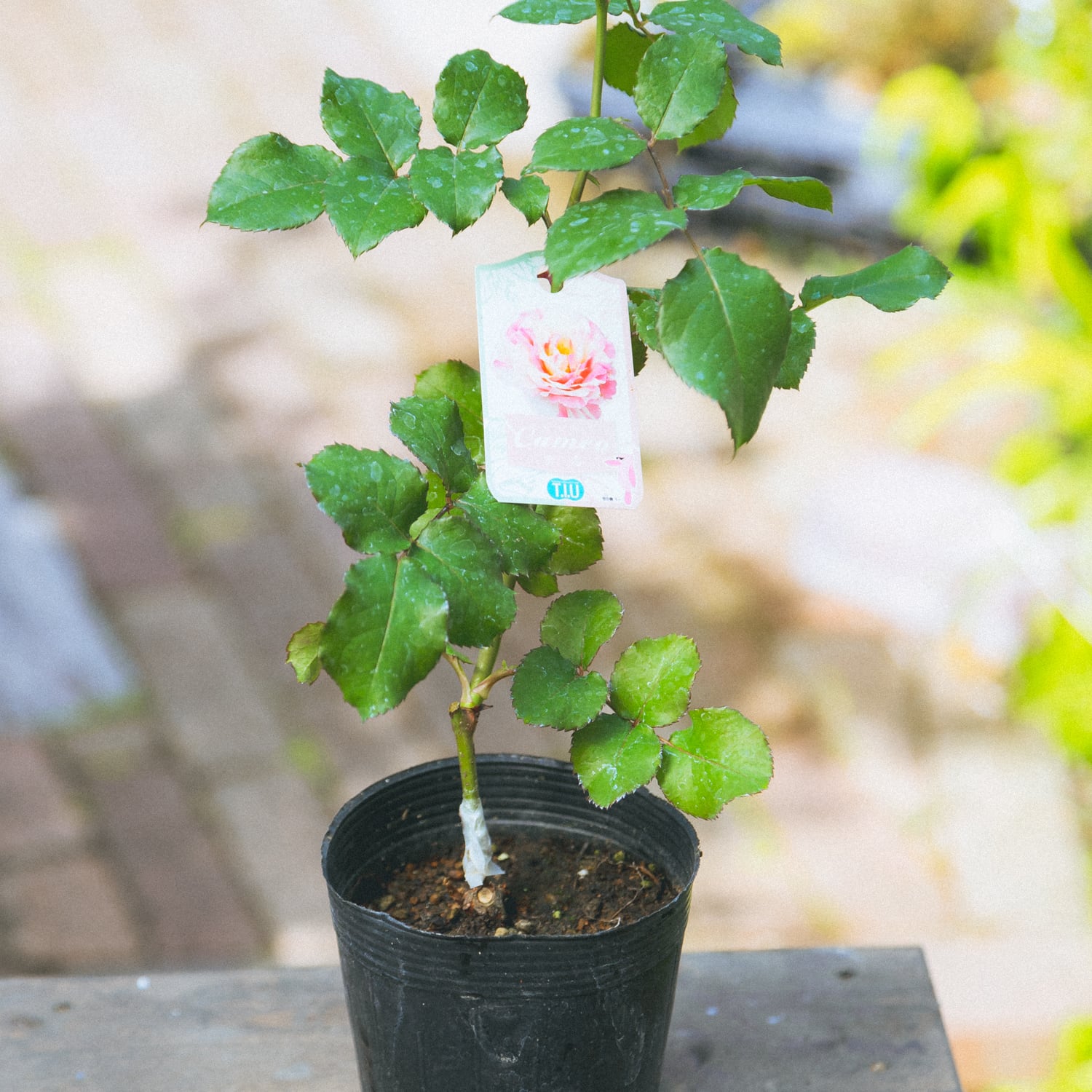 超希少 奇跡のバラ 強香 バラ カメオ 3.5寸○四季咲き 絞りバラ 薔薇