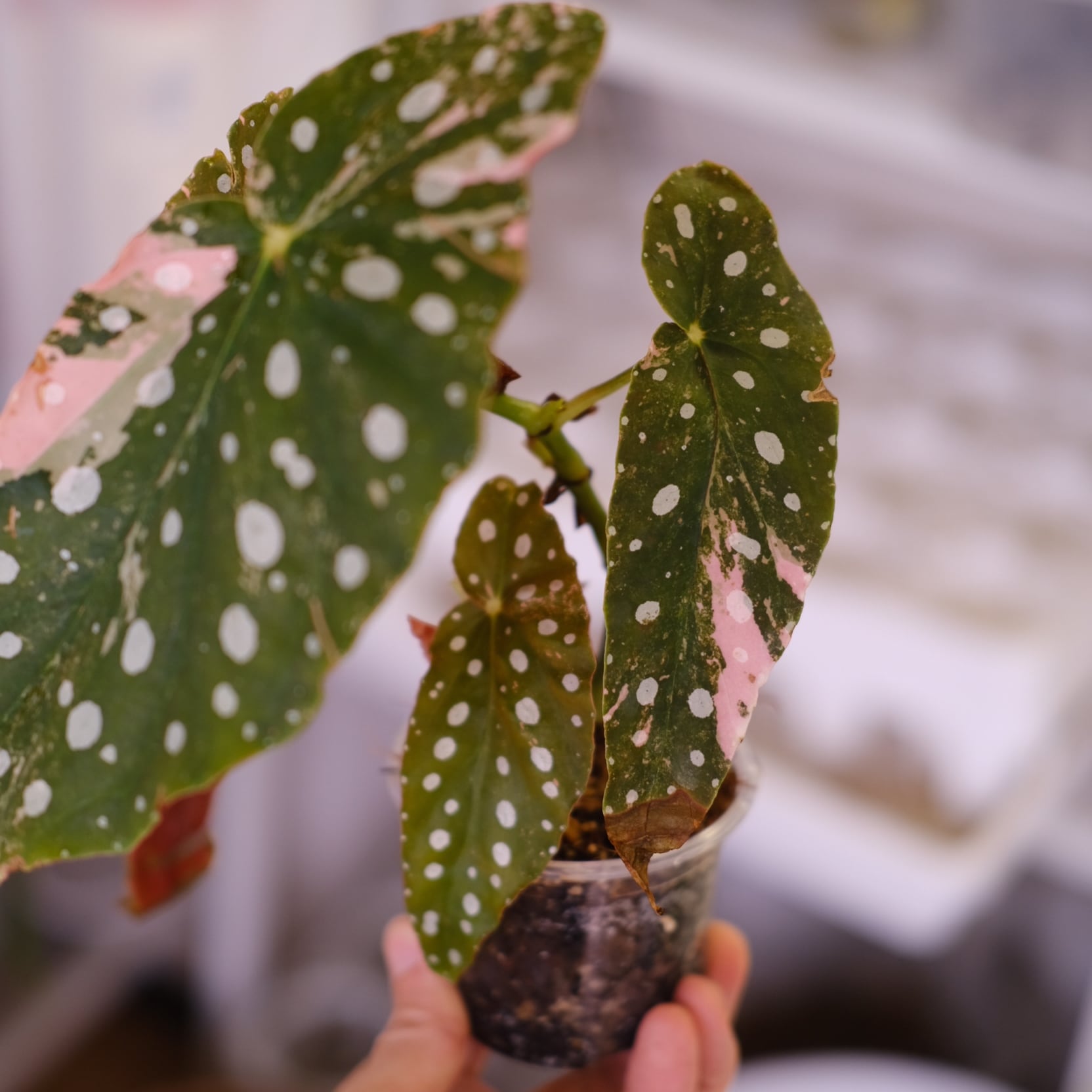 Begonia maculata variegata 'Pink'｜ベゴニア マクラータ ピンク