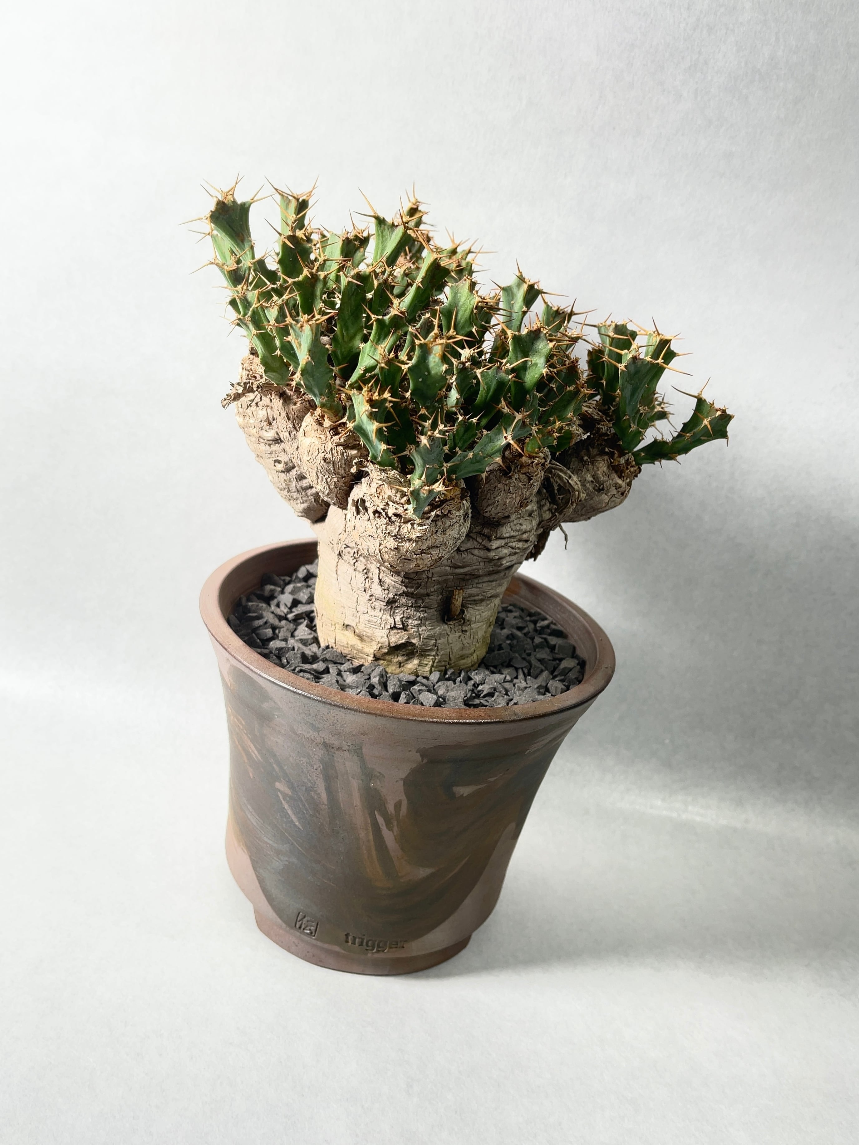 ユーフォルビア・クラビゲラ | trigger