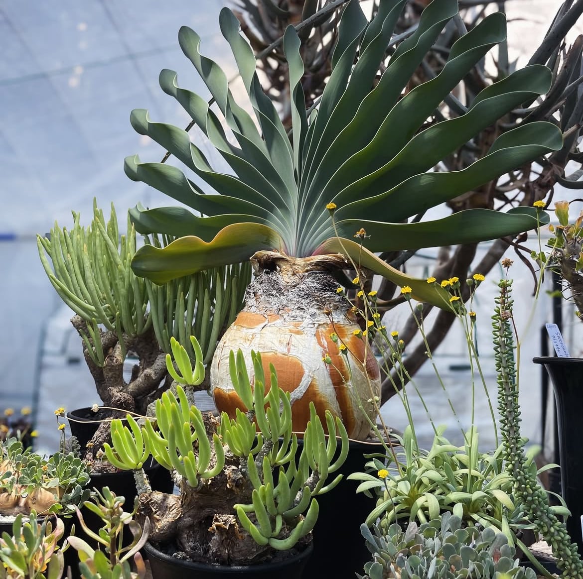 Boophane haemanthoides【ブーファン・ハエマンソイデス】 | RIMO'S