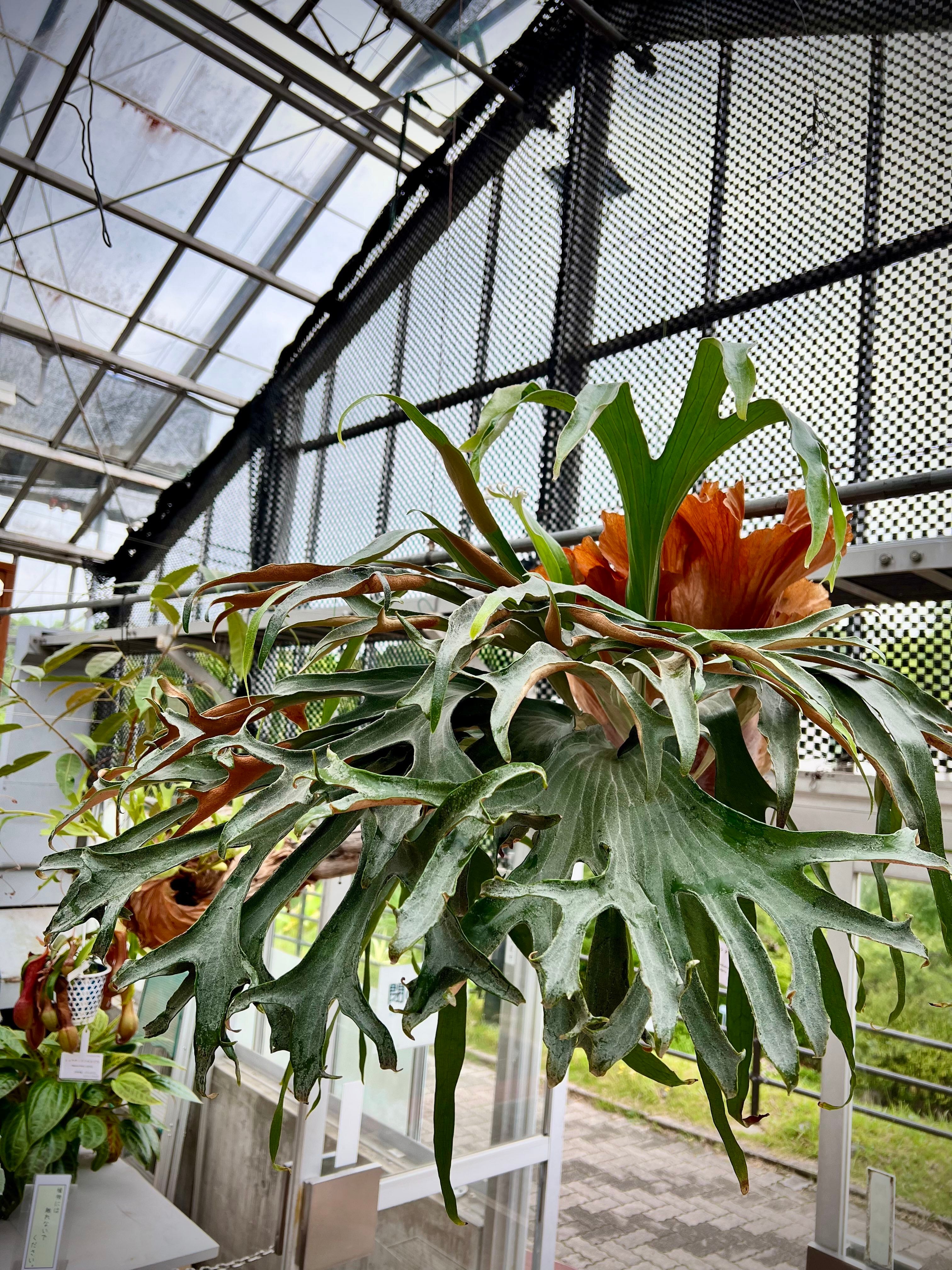 ビカクシダ ウィリンキー YMDS イエロームーンドワーフ スポアYP-011