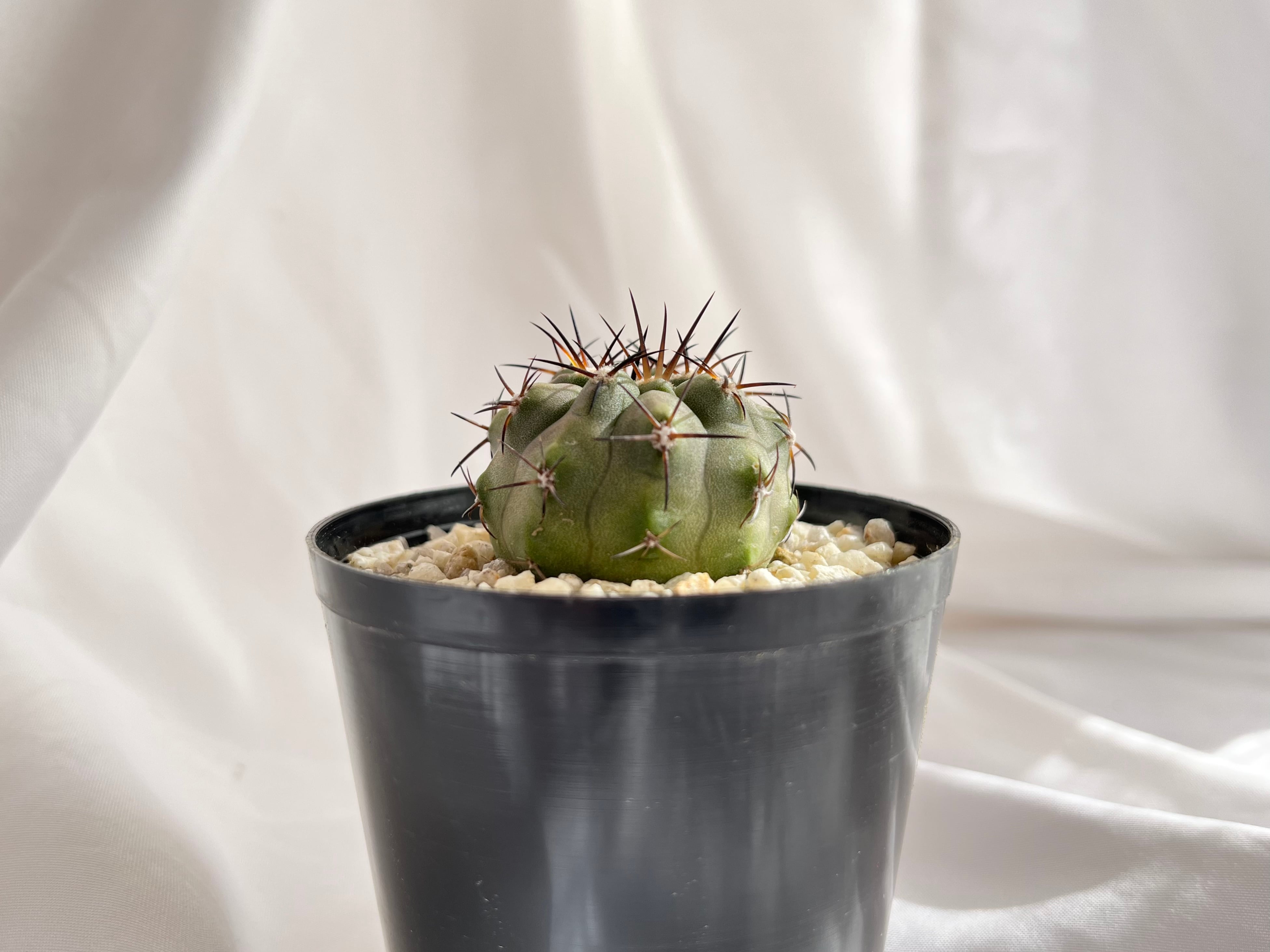 Copiapoa sp コピアポア （黒王丸×カルデナラ）×黒王丸 交配種