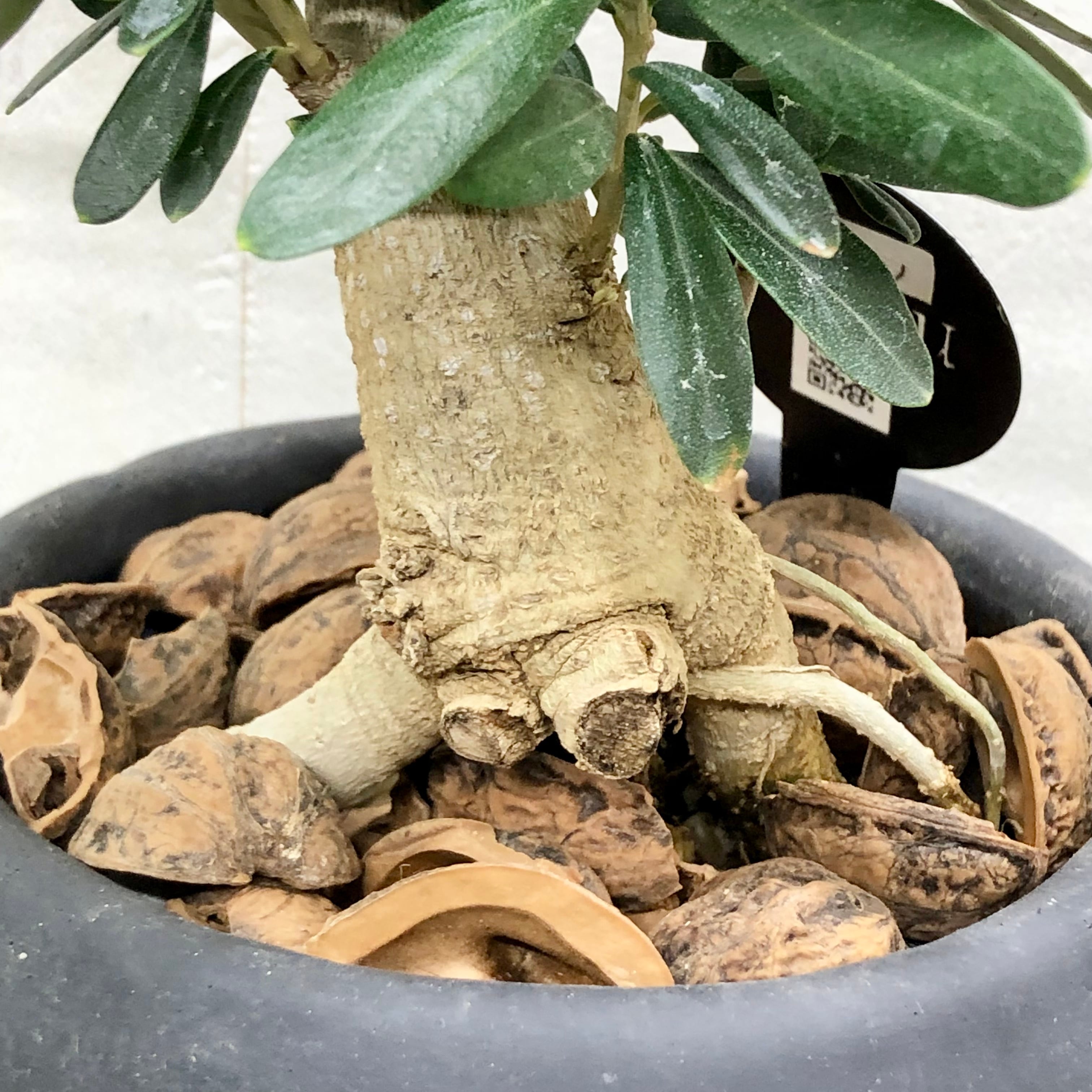 根上がり 盆栽 オリーブの木 souju シプレッシーノ（チプレッシーノ