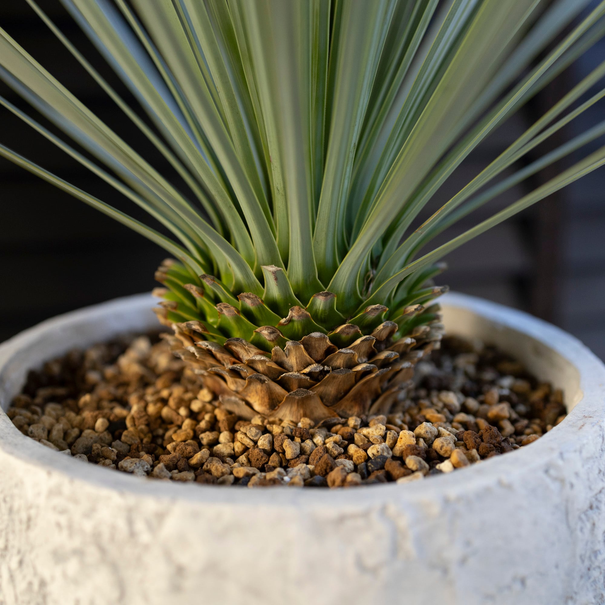 ユッカ 【ロストラータ】1