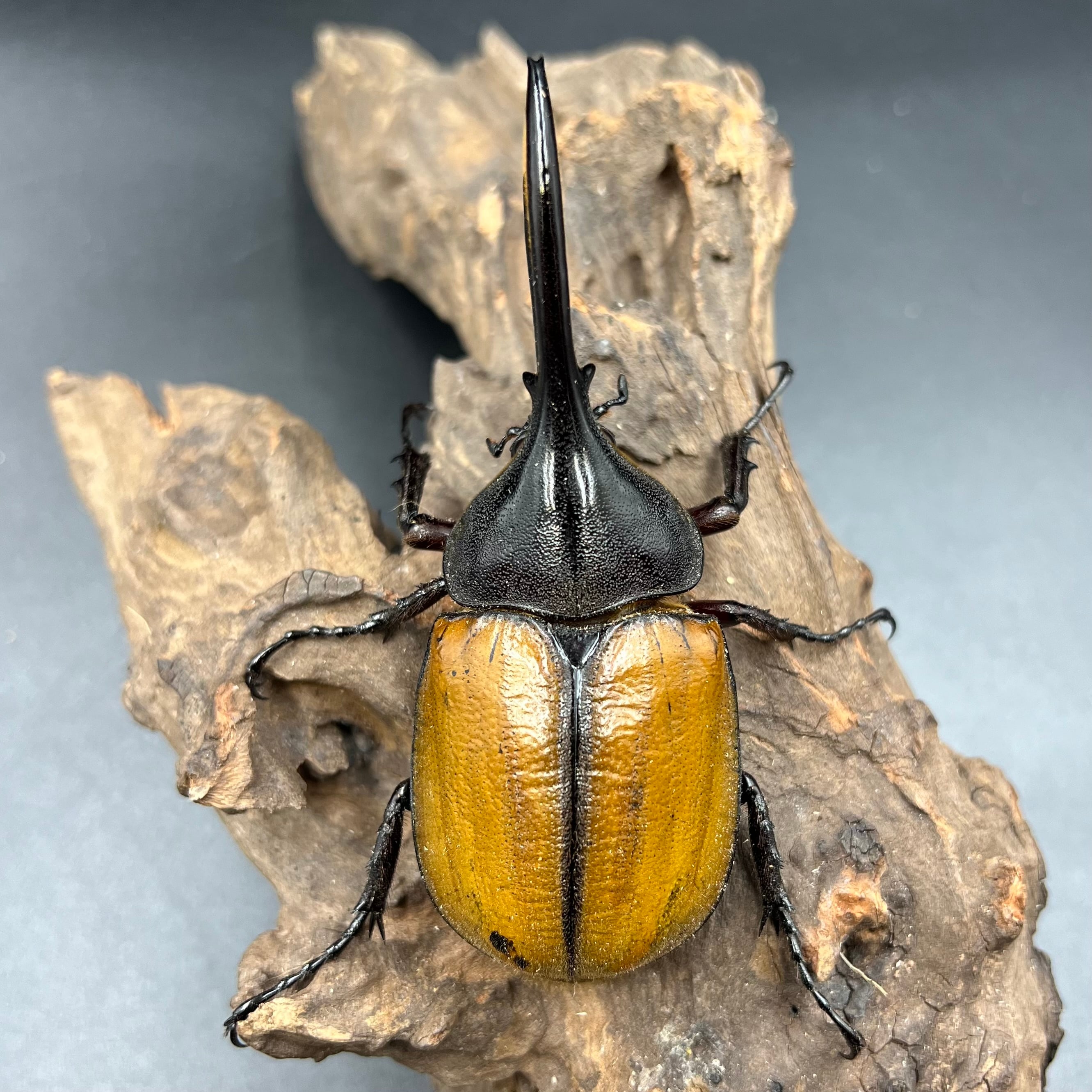 希少 オオキバヘビトンボ 標本 【公式通販】