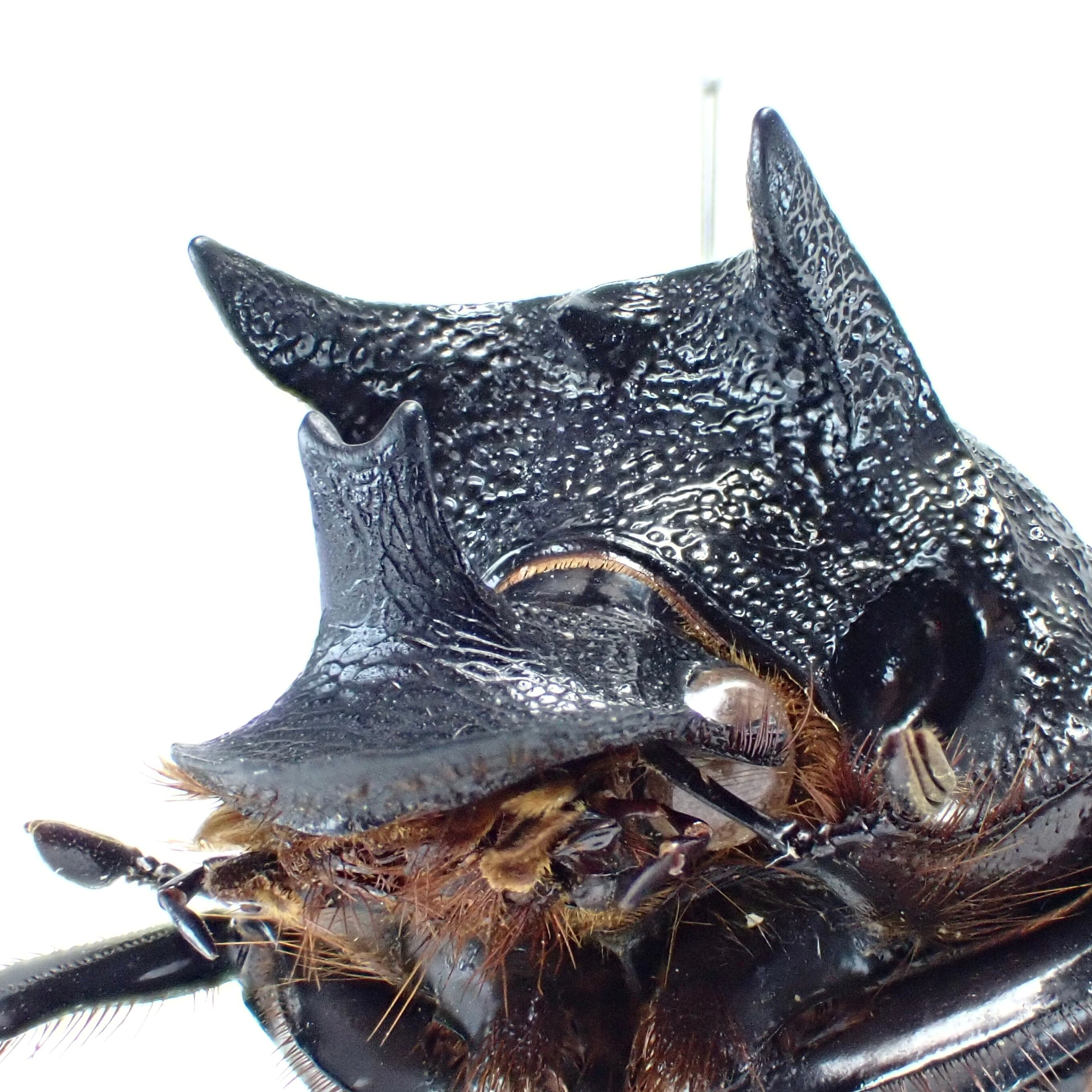 タンザニア産 Heliocopris neptuniformis ♂ 36mm | 昆虫標本 Diggers