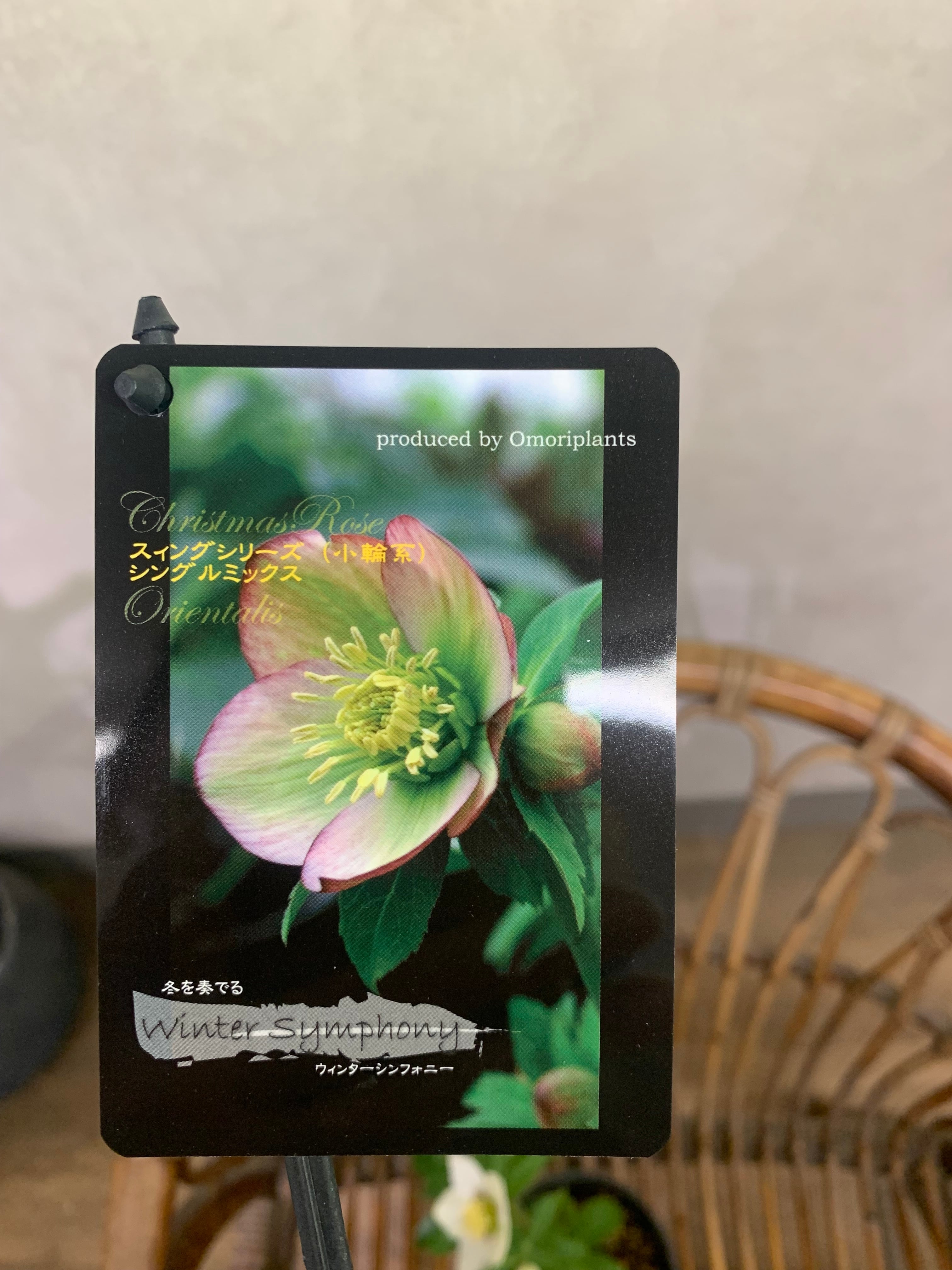 希少‼️クリスマスローズウィンターシンフォニー静24年2月12日撮影現品