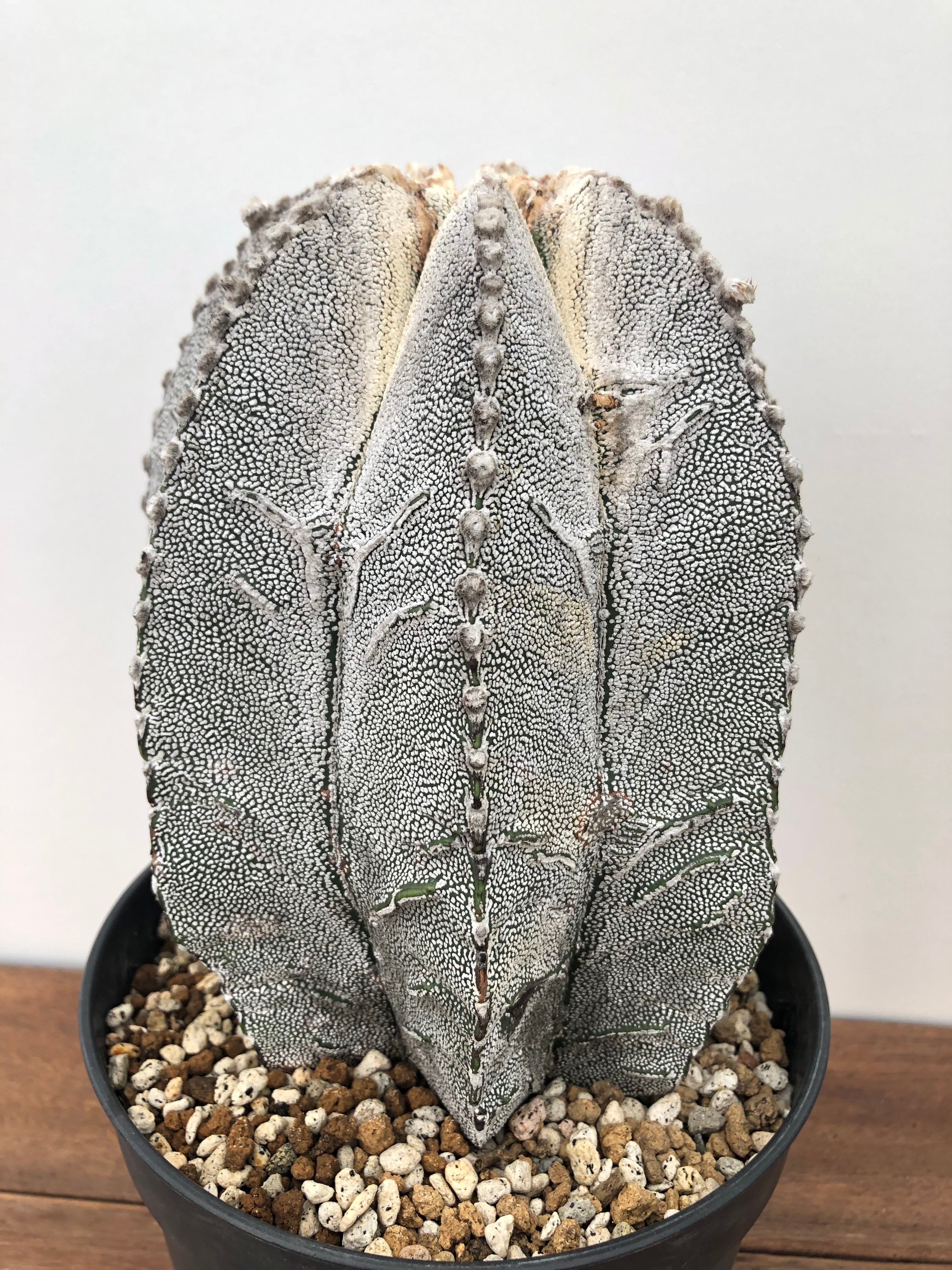 Astrophytum アストロフィツム 恩塚ランポー玉 特大 サボテン | plants