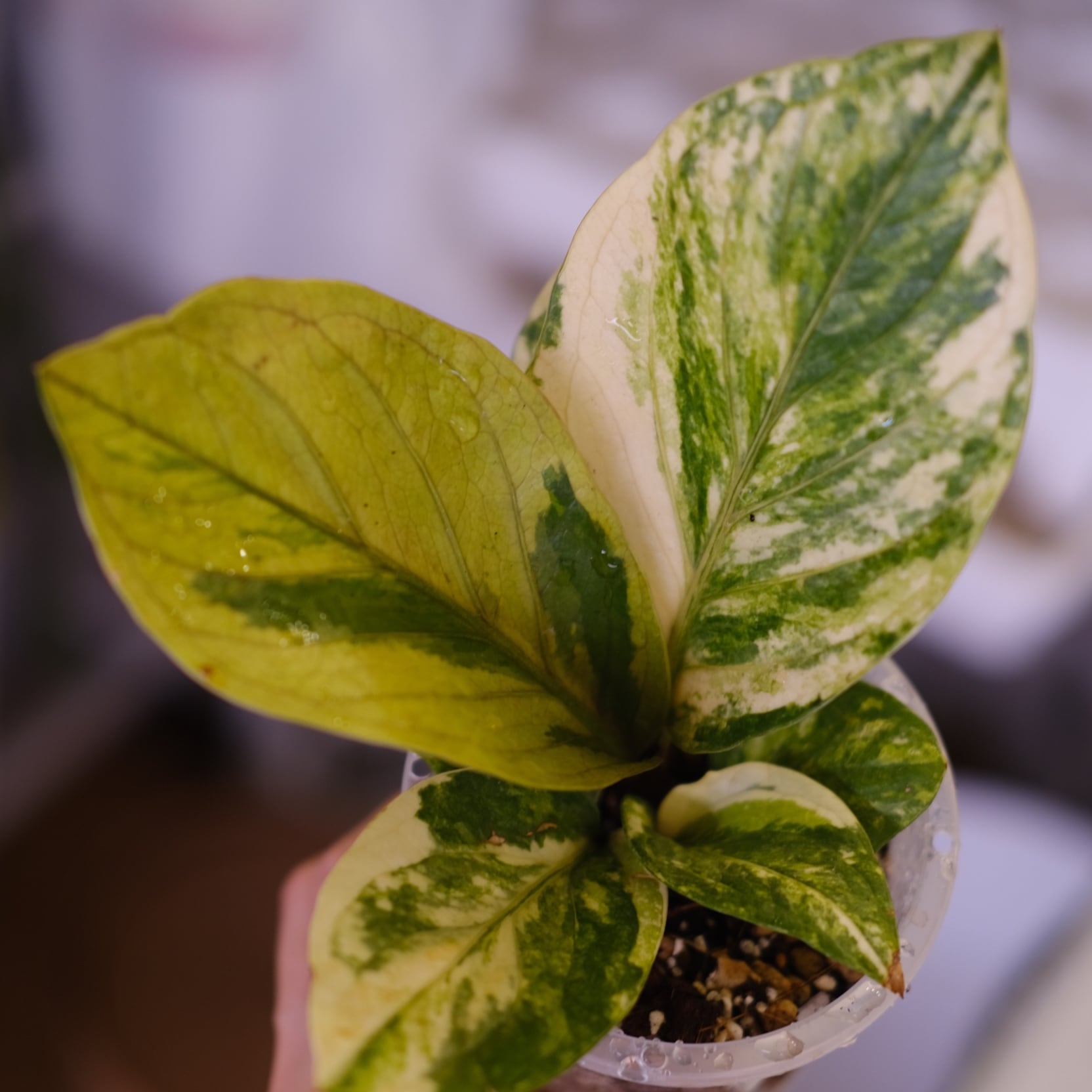 8e620809a460d7a9c986715f1e9b72