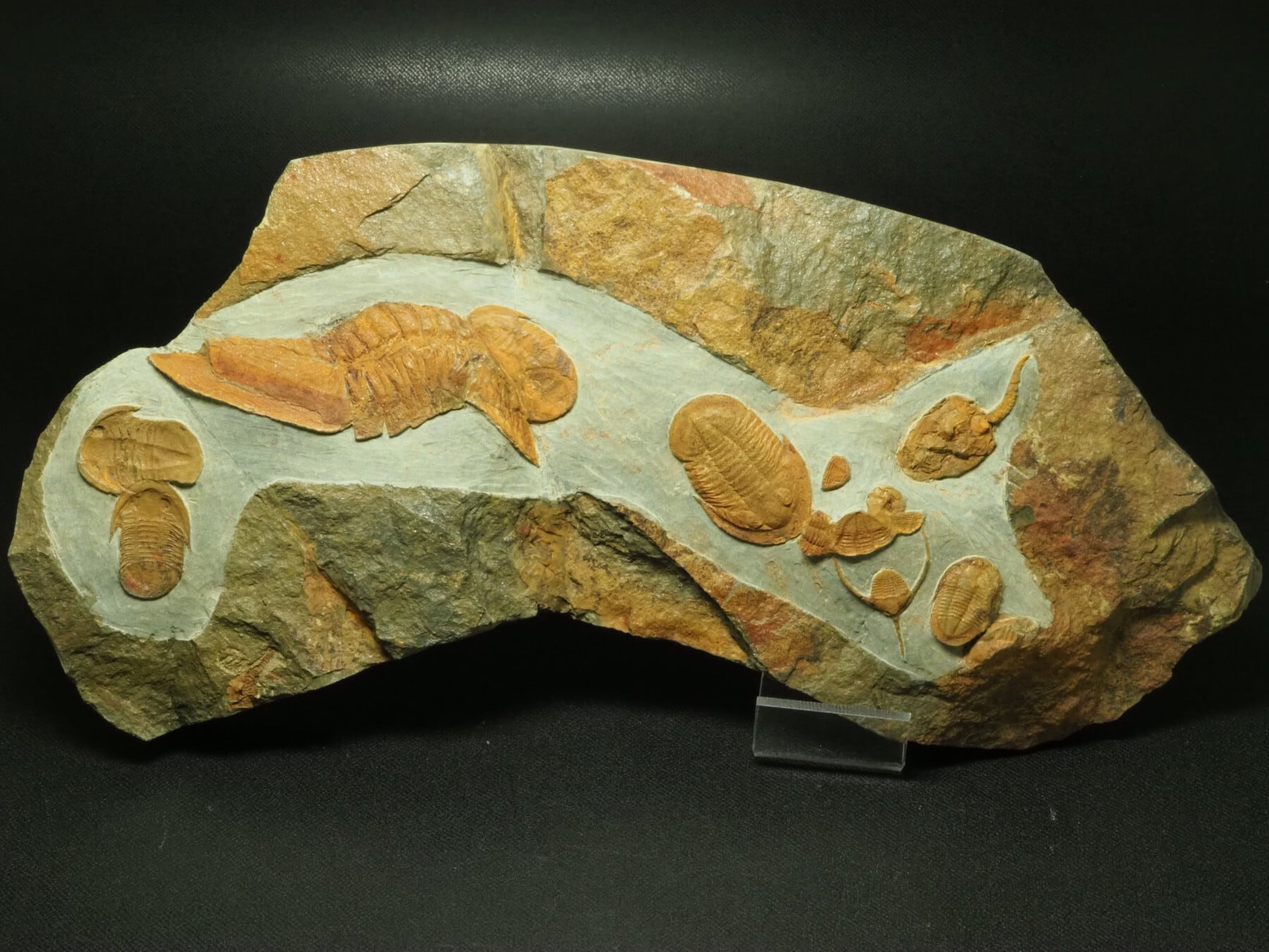 大型極上！ウミサソリの化石【Eurypterus remipes】【1192g】アメリカ