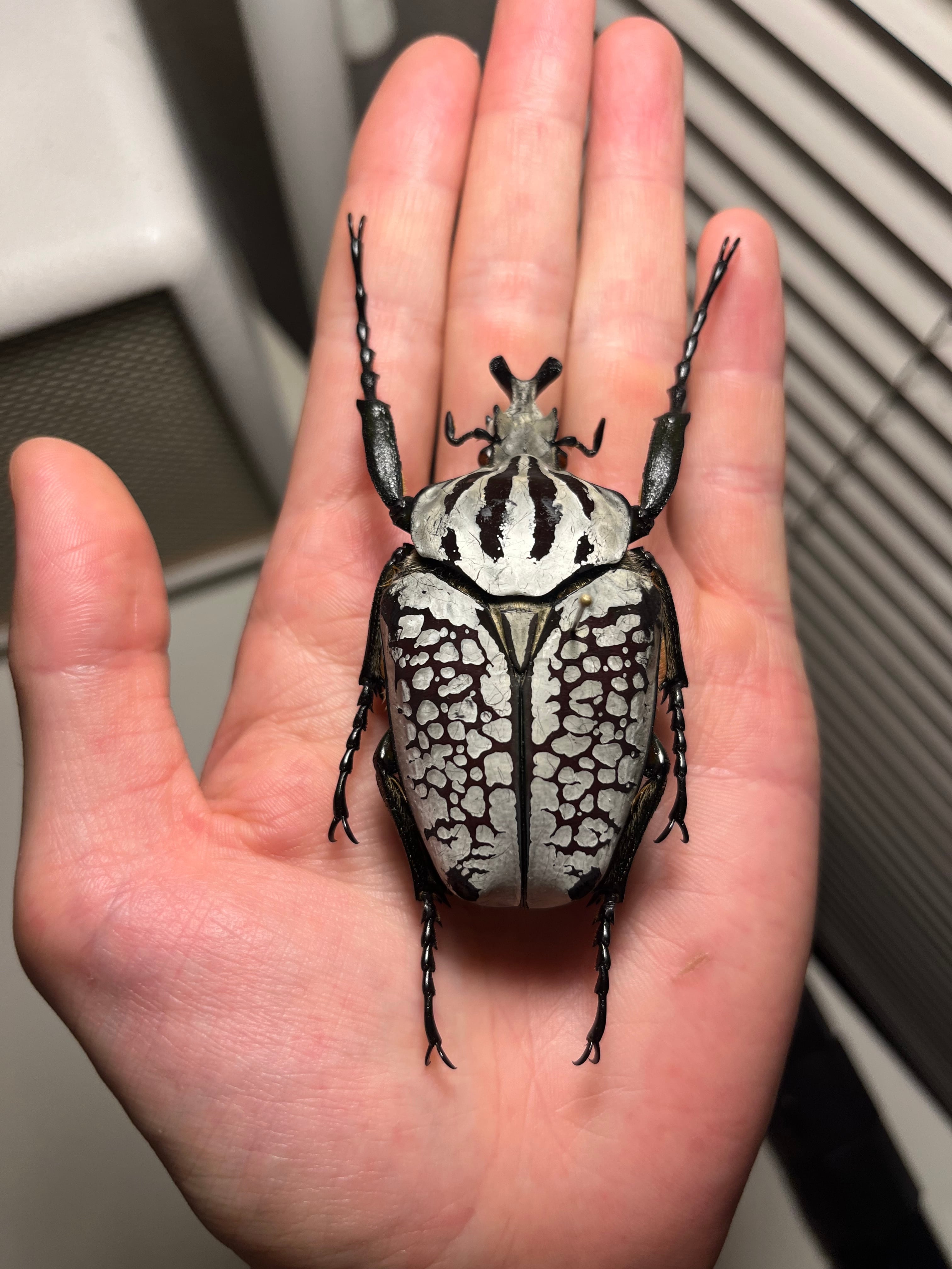 銀色】シラフゴライアスオオツノハナムグリ Goliathusorientalis