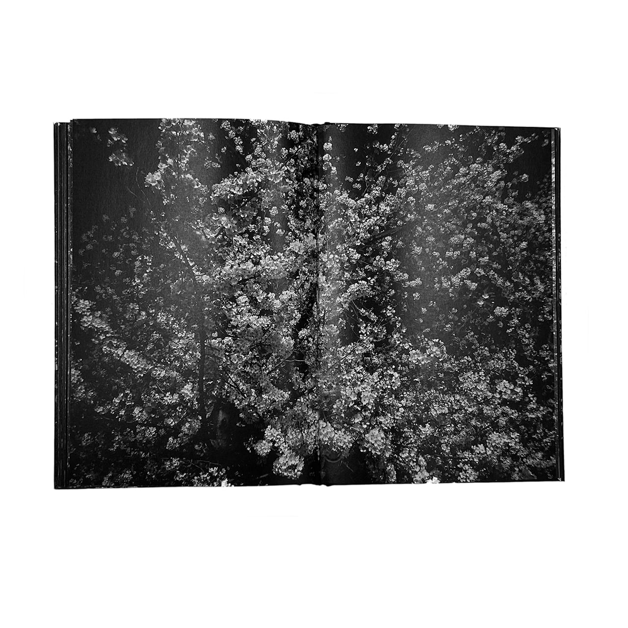 Daido Moriyama: Ango サイン入り ea59f8f50619ba2168acb46cc8b07a