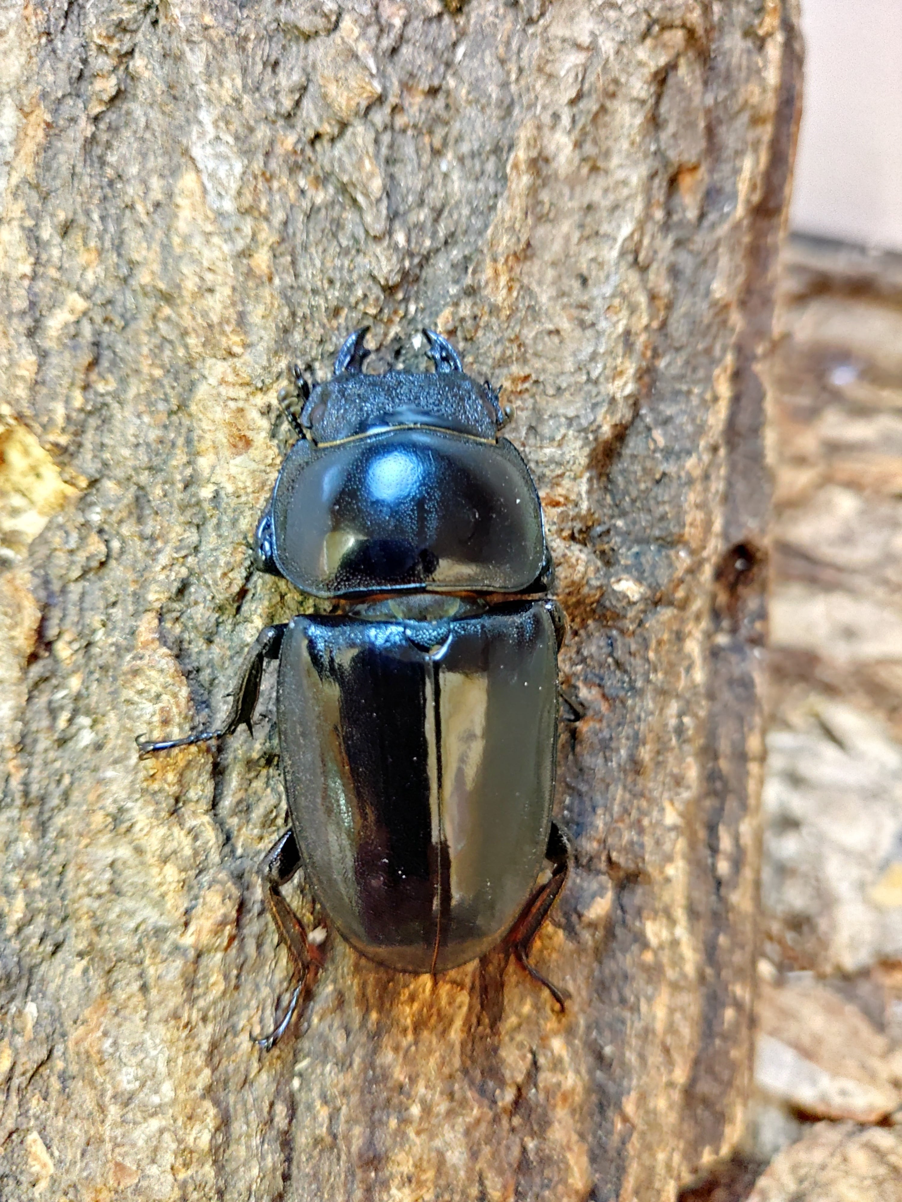 パラワンオオヒラタクワガタ ♂×1♀×2 ♂98㎜ | くわバカおやじ