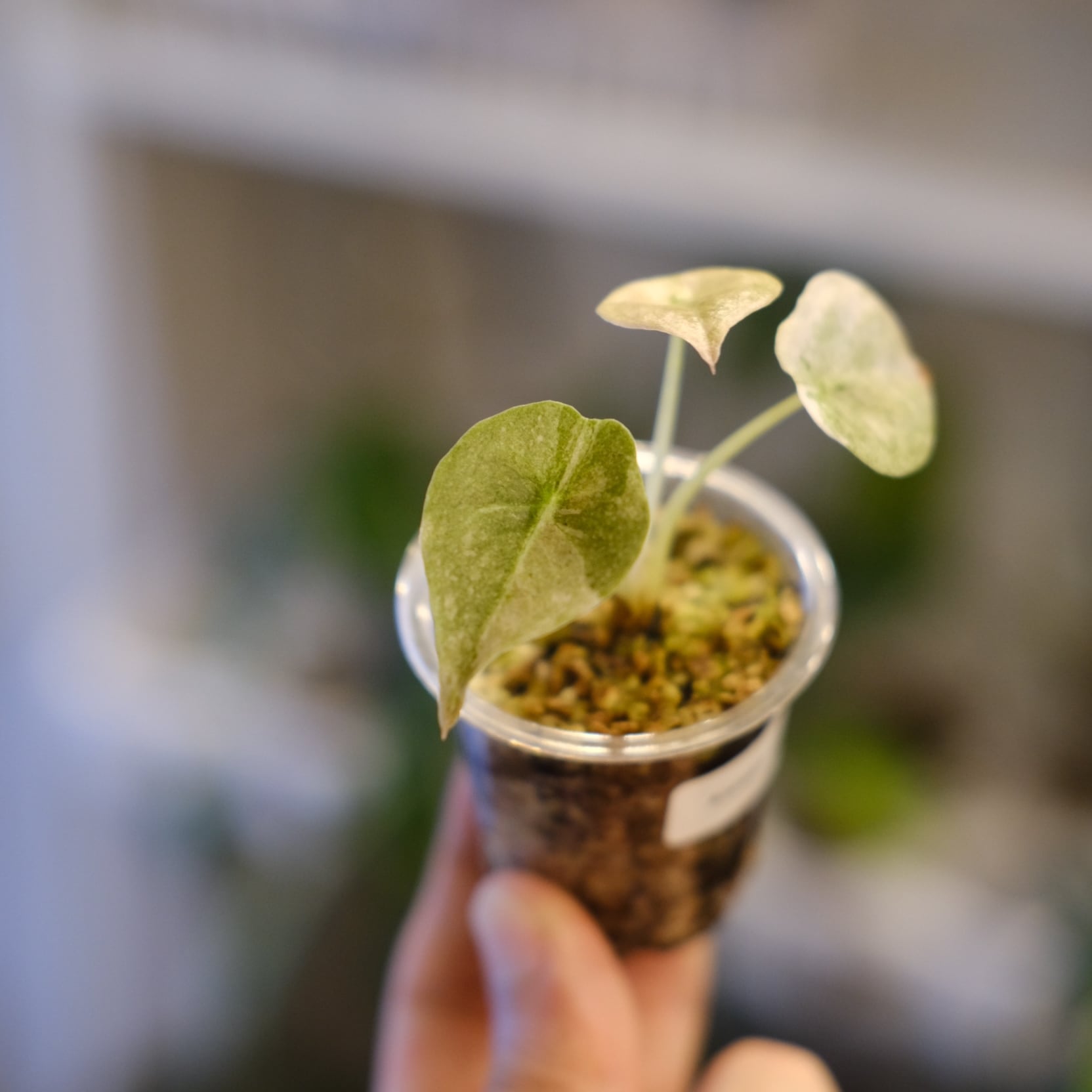 Alocasia cuprea varigated /アロカシア クプレア 斑入り②