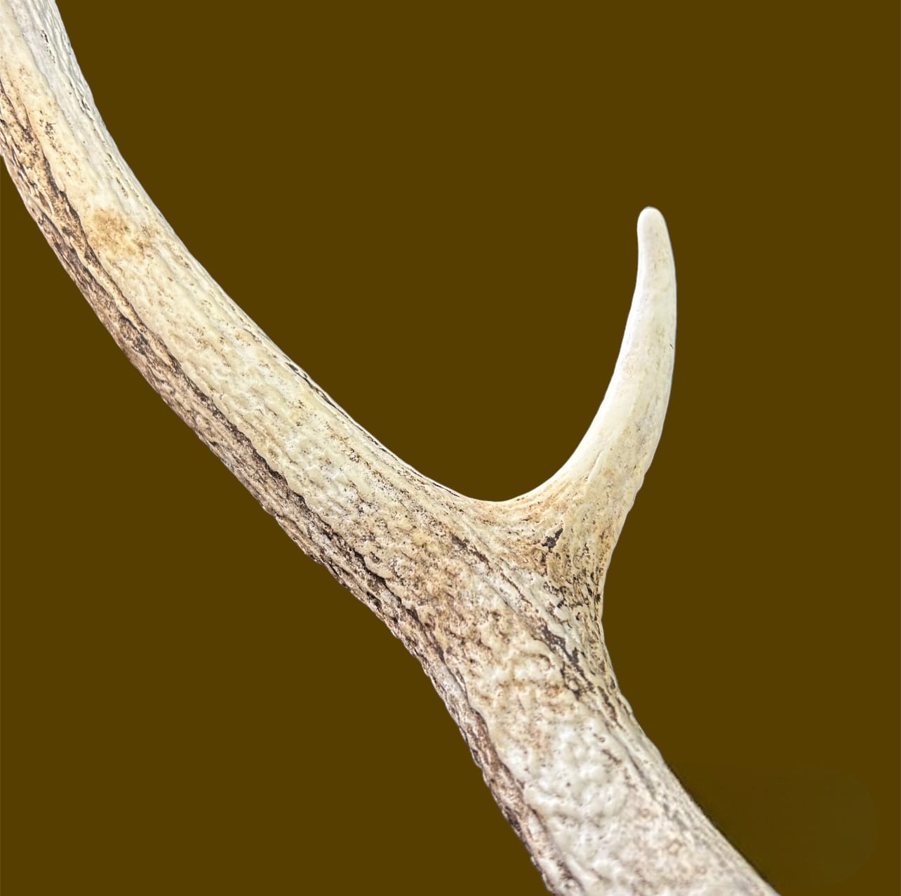 鹿の角(フック付き) 70cm【同梱不可】 | あぎょう