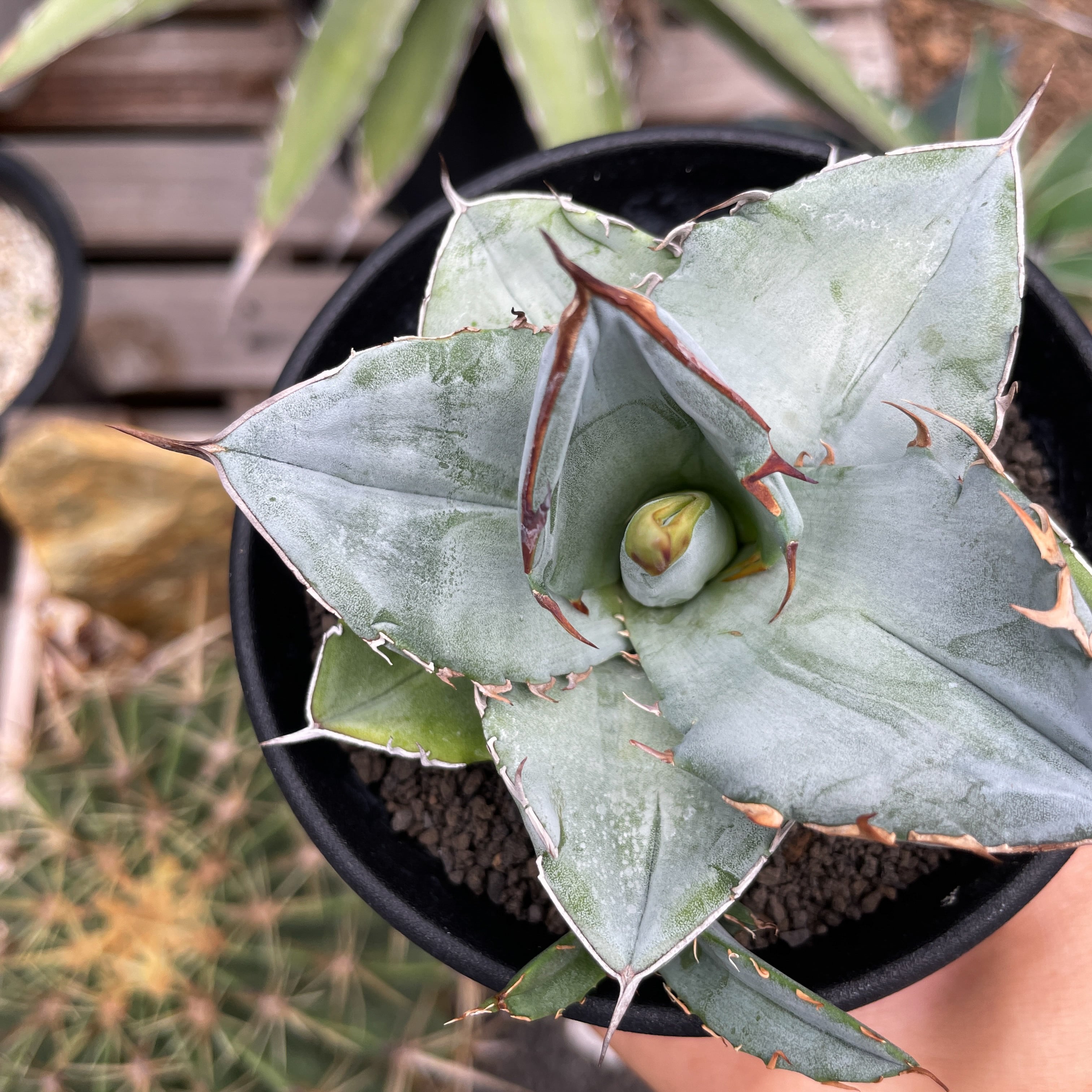 Agave oteroi【アガベ・オテロイ・実生】 | RIMO'S GREEN 【Saboten