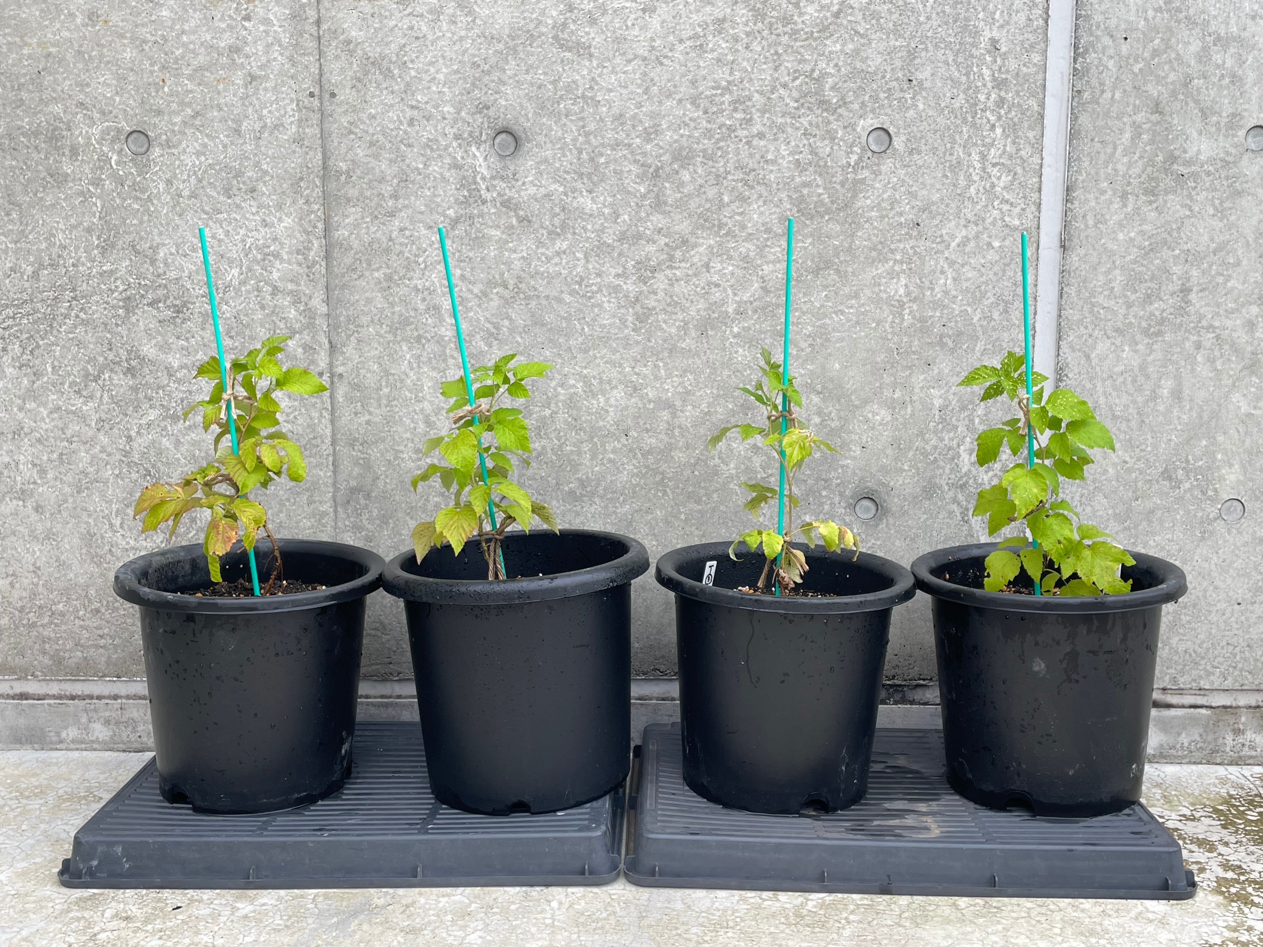 Tulameen（トゥラミーン）---販売準備中--- | おおだてラズベリーファーム