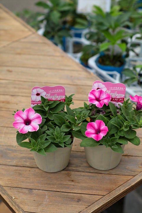 9de086790a117e3bb7eca62b6918de