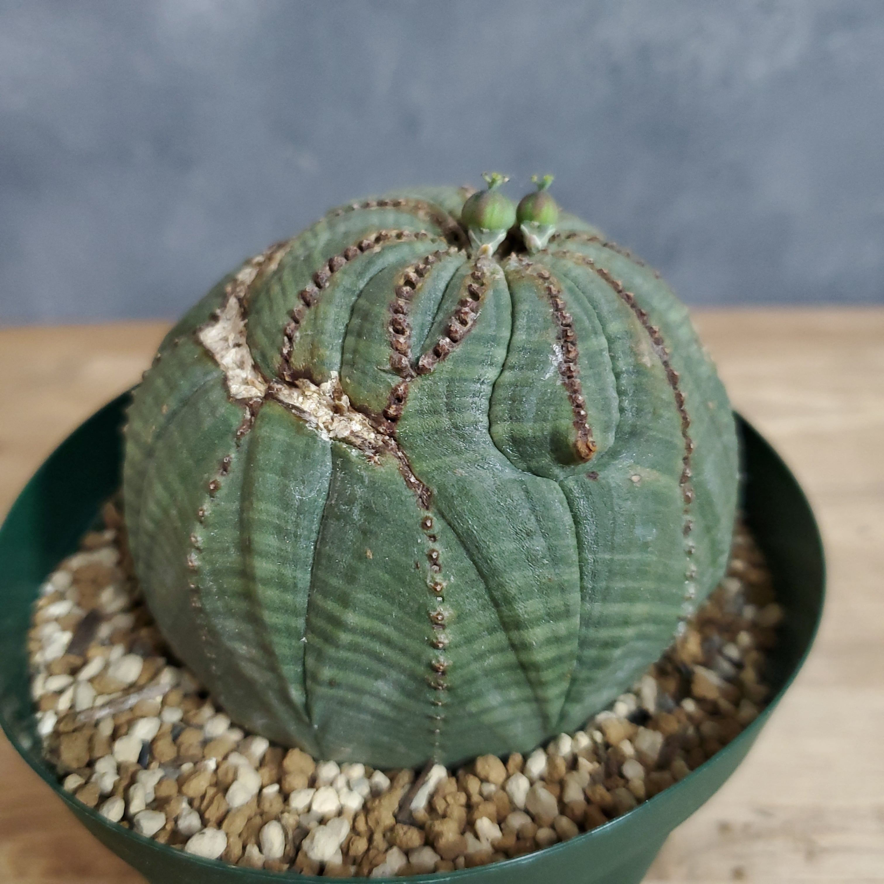 モンスト】 Euphorbia Obesa ユーフォルビア オベサ 木質化