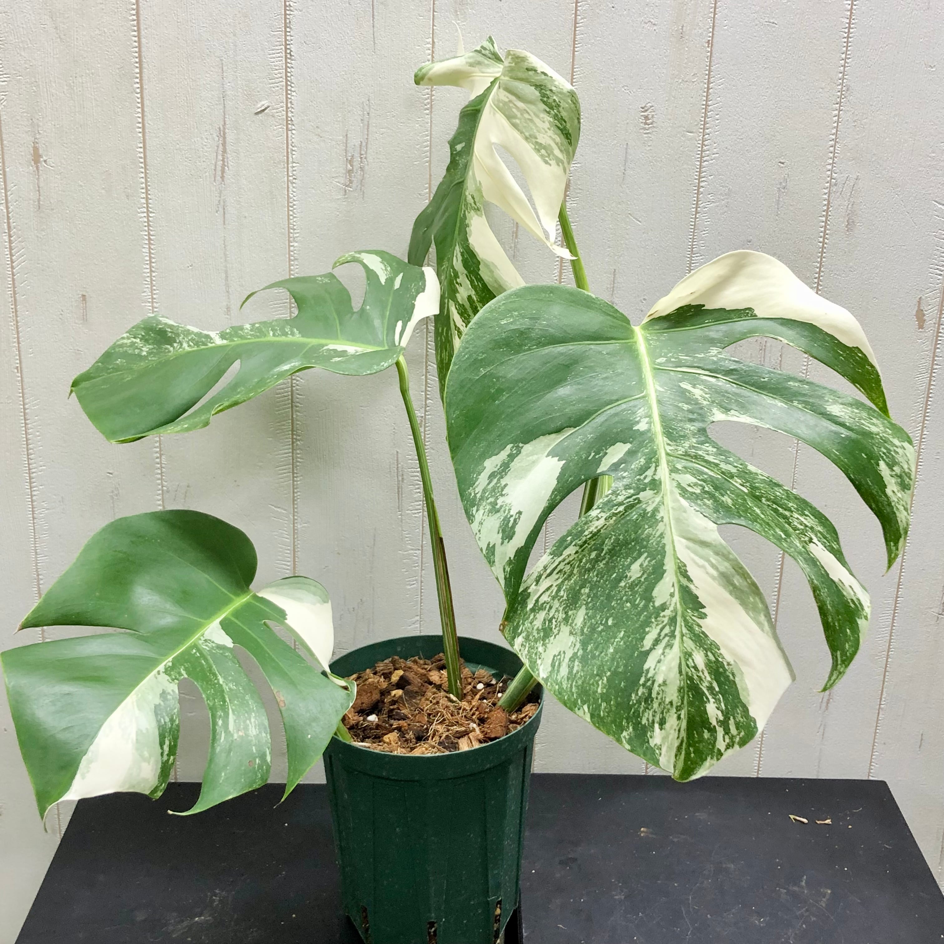 な*え様 斑入りモンステラホワイトタイガー大茎5株おまとめ りん