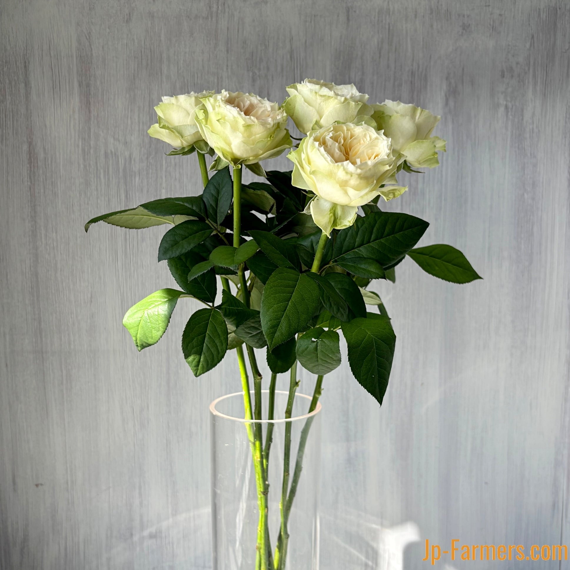 神田ばら園 ☆バラ品種名：ラブリーハーパー 10本 | 新鮮お花問屋 Jp