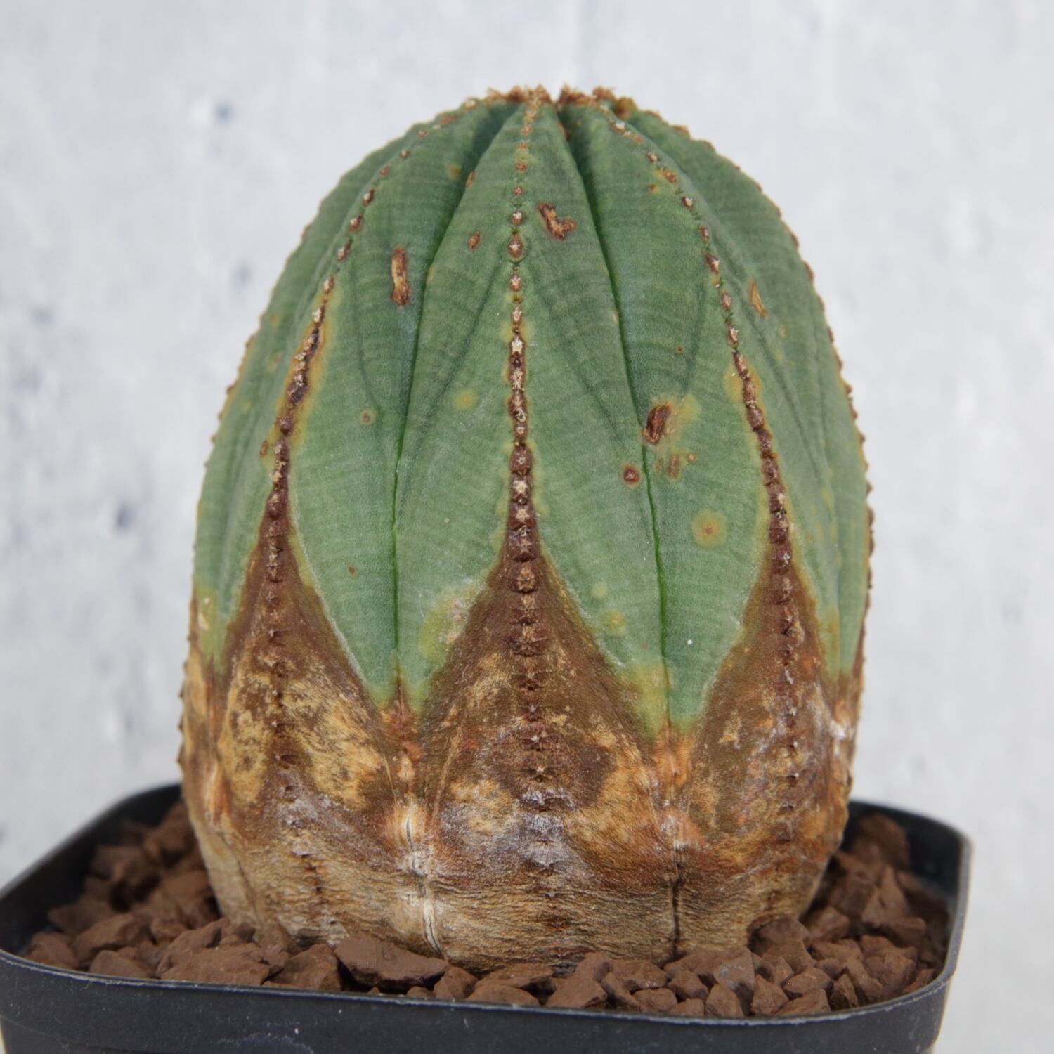 美模様 木質化 オベサ / ユーフォルビア | LIGHTHOUSE.PLANTS - 海外