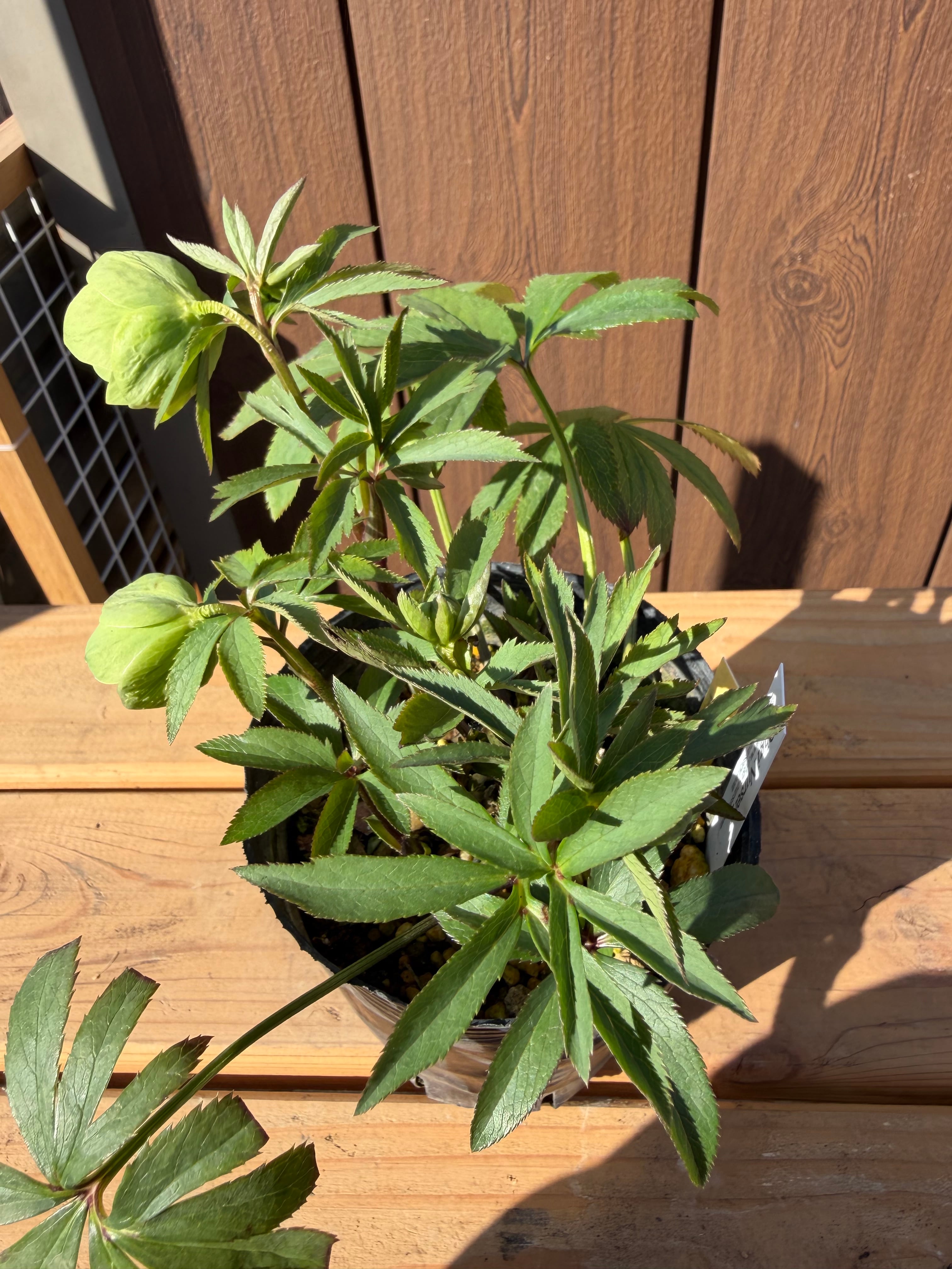 デュメ系dd 大木ナーサリー クリスマスローズ【Og22】送料無料