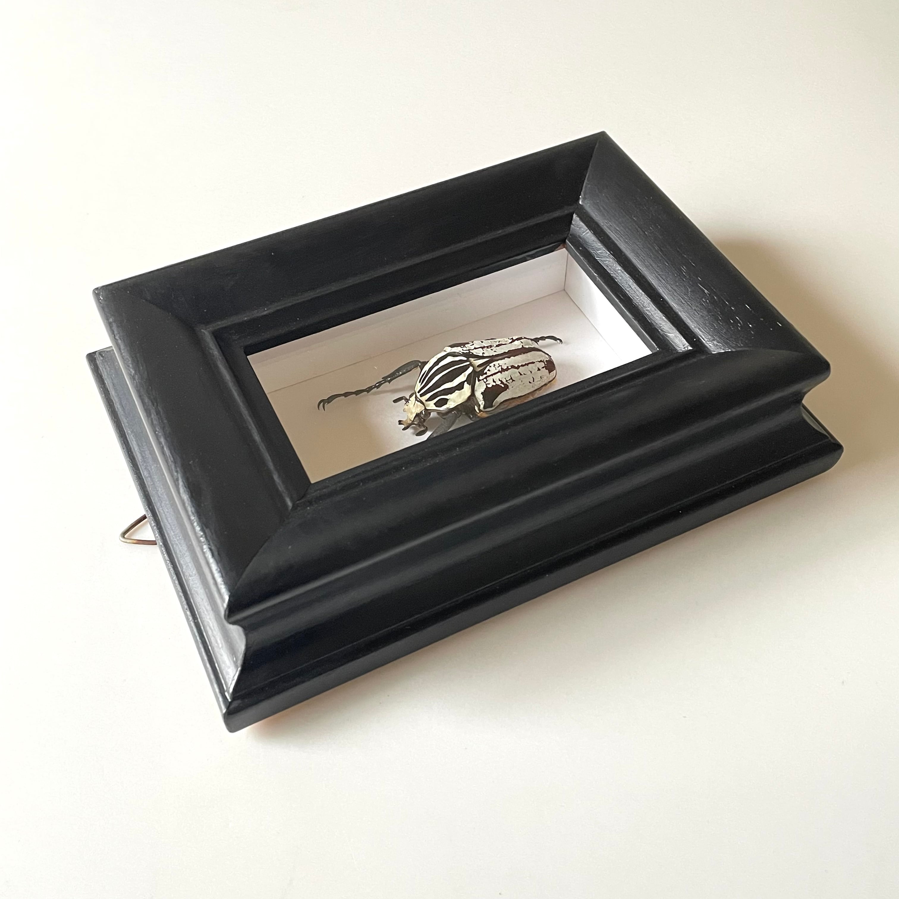 ゴライアスオオツノハナムグリ 昆虫標本 | 地球屋