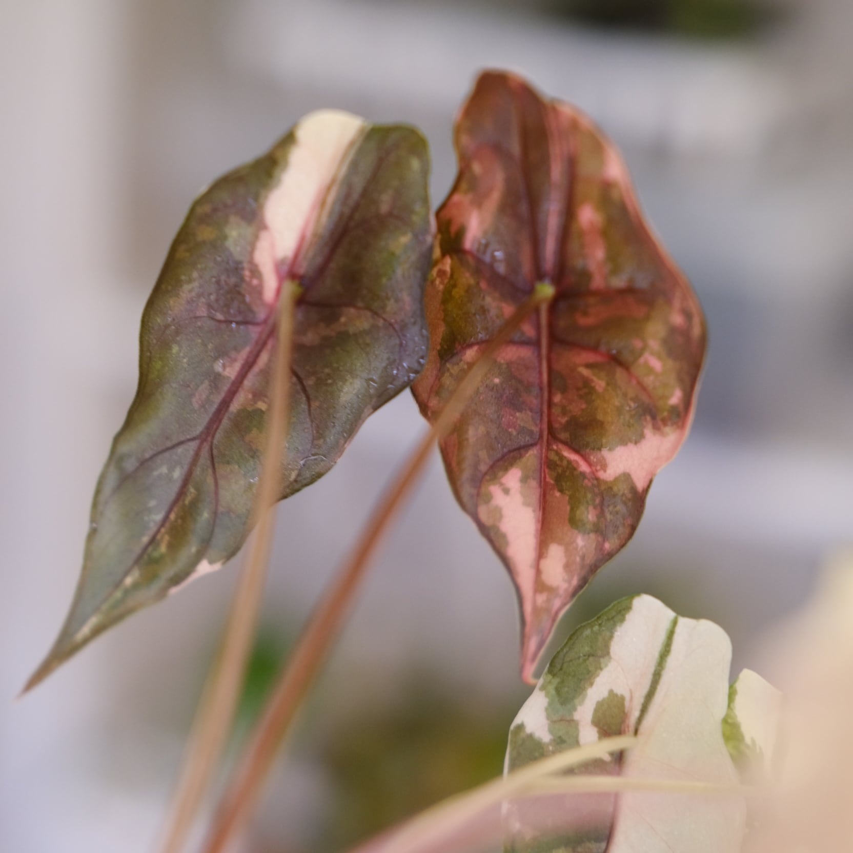 Alocasia chantrieri pink /アロカシア シャントリエリ ピンク④