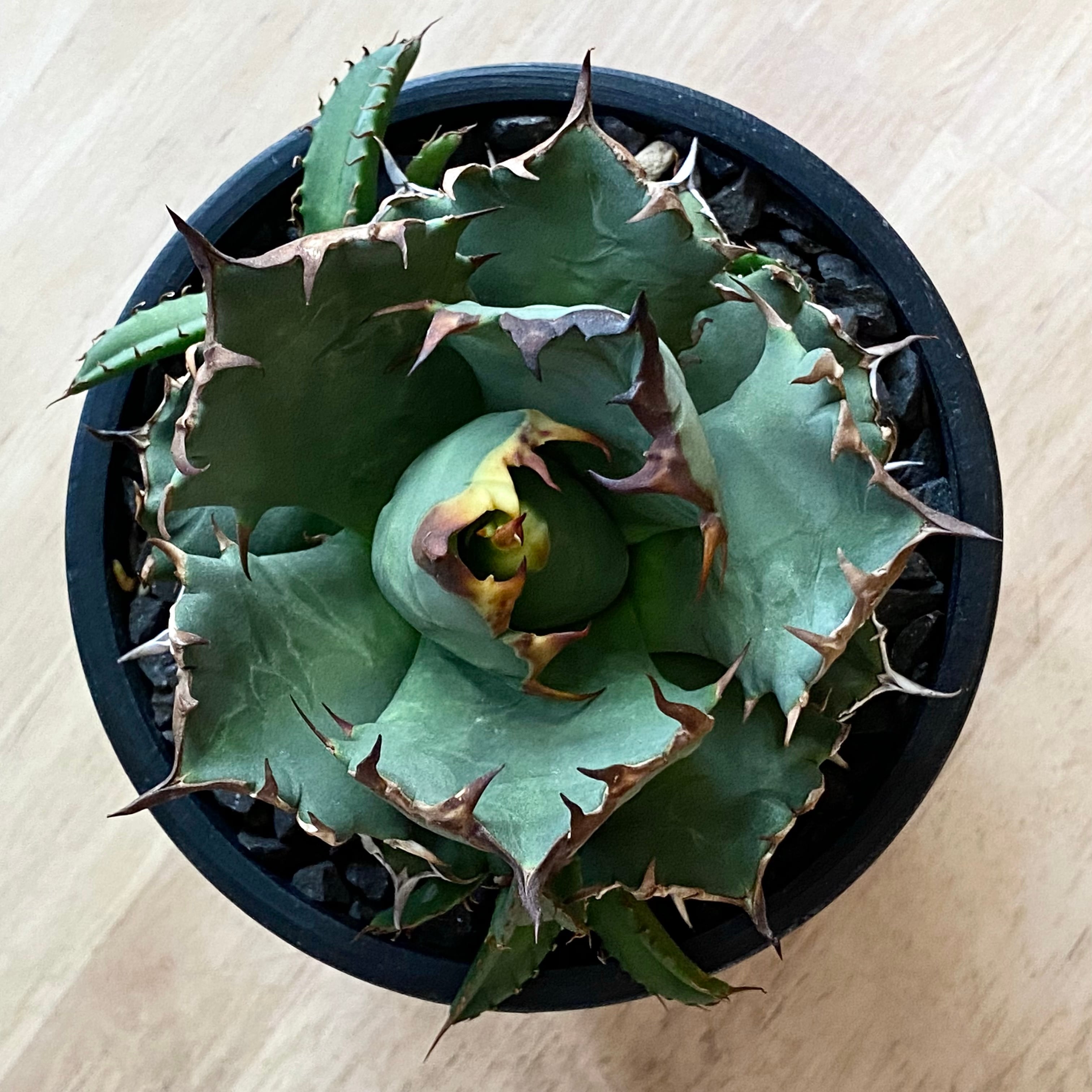 agave titanota /アガベ チタノタ 【子株3つ付き】【観葉植物】【多肉