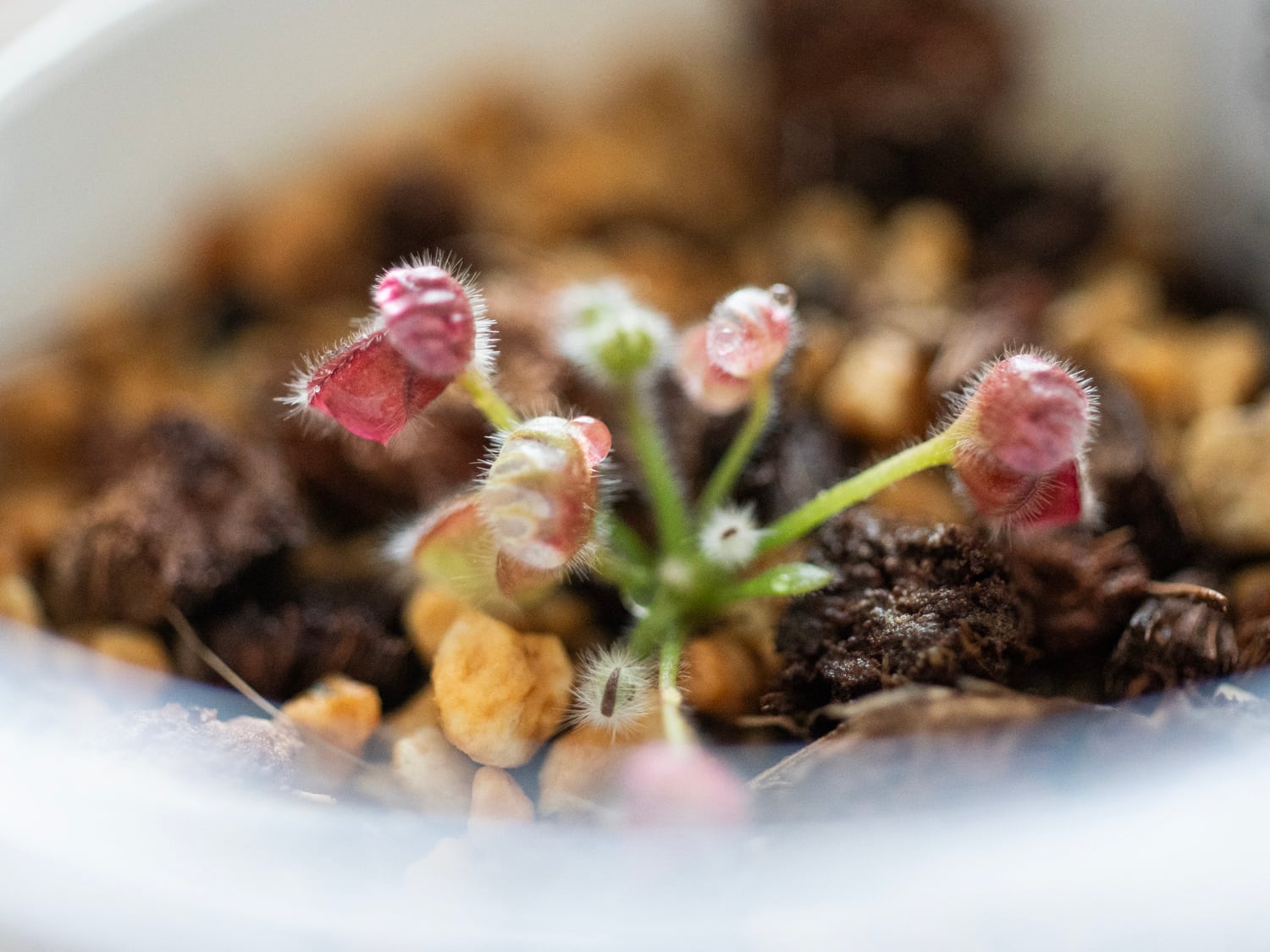 Cephalotus ”Eden black” Cedric / セファロタス・エデンブラック 葉