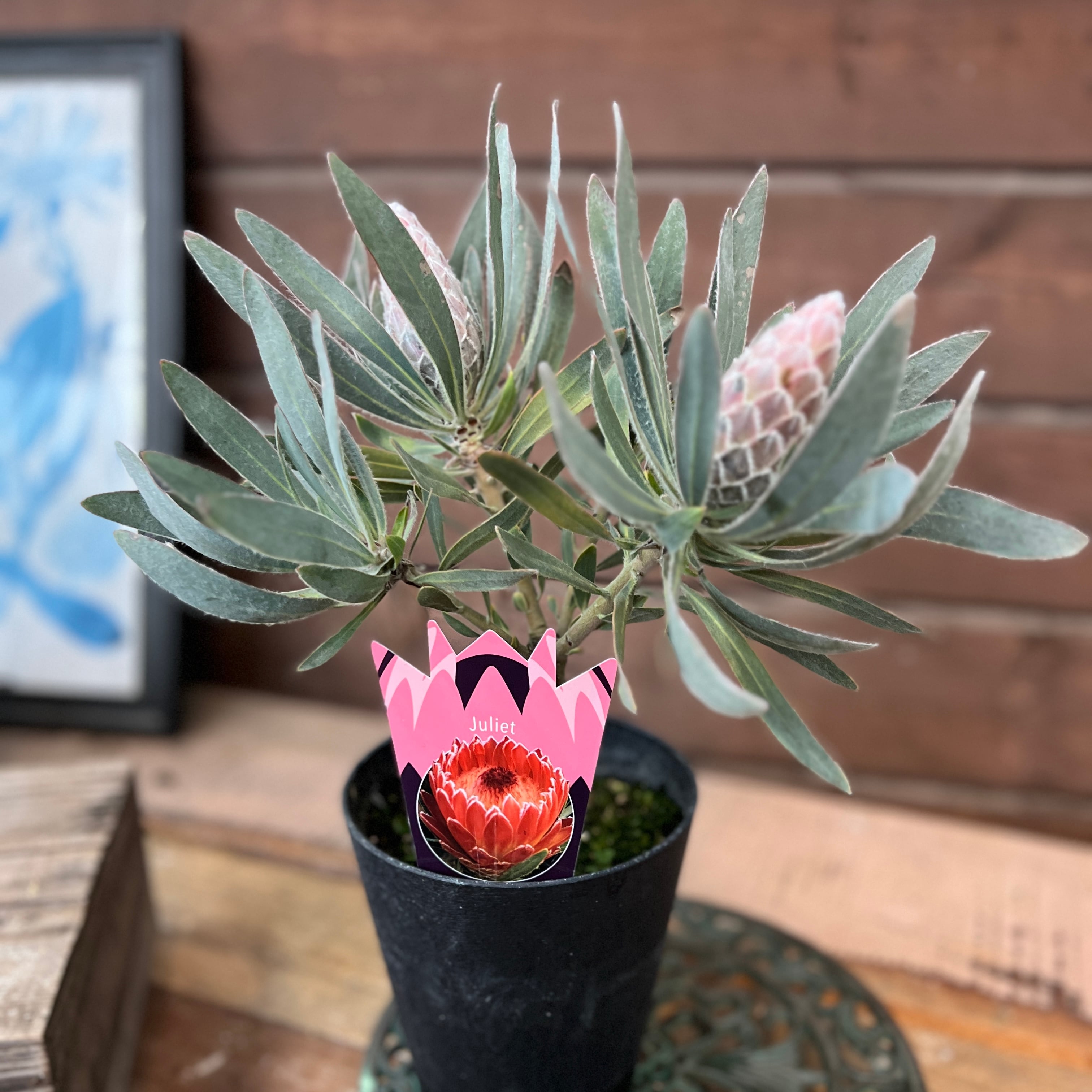 プロテア ジュリエット | 沼ノ上農園