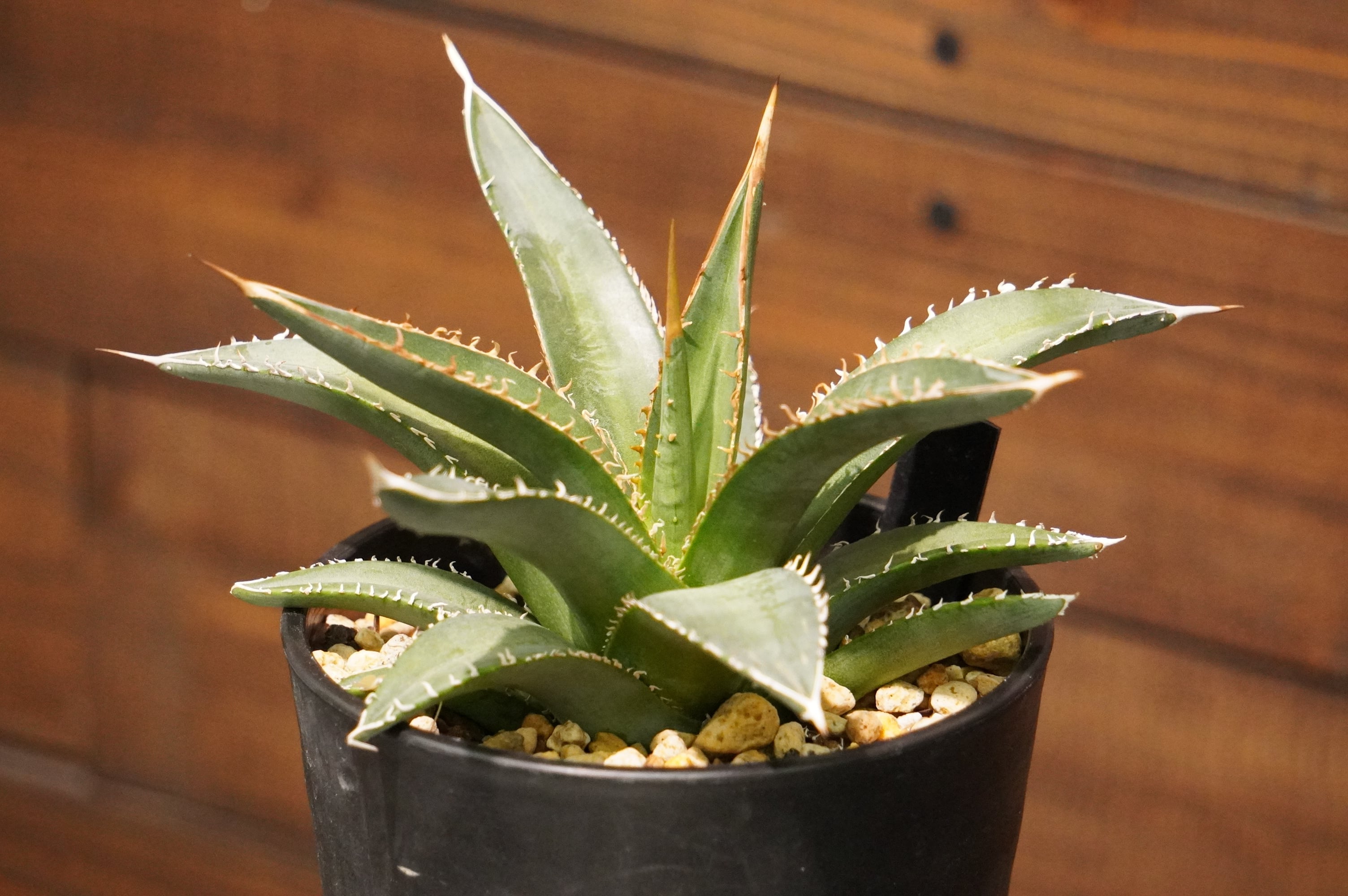 アガベ パープソラム 帝釈天 | 磨 Detailing