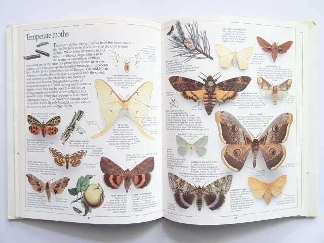 洋書◇蝶と蛾の写真集 本 図鑑 チョウ ガ 蝶々 | 洋書堂