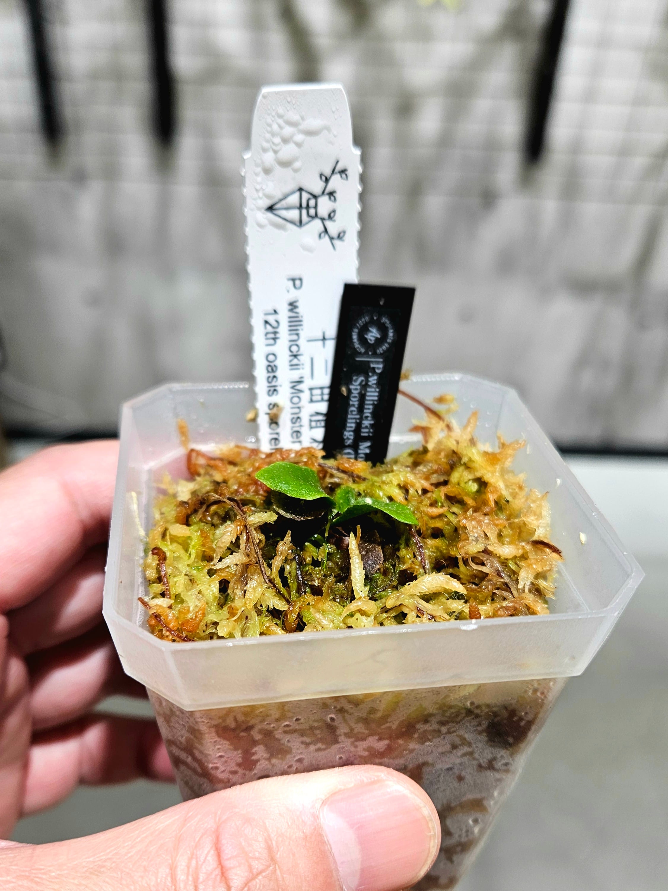 新作ドワーフ】P.Willinckii 'Monster moon' 12th oasis sporeling