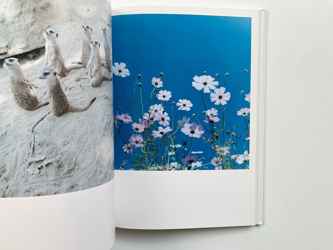 川内倫子 Rinko Kawauchi | AILA | 翠ブックス | suibooks | 古書古本