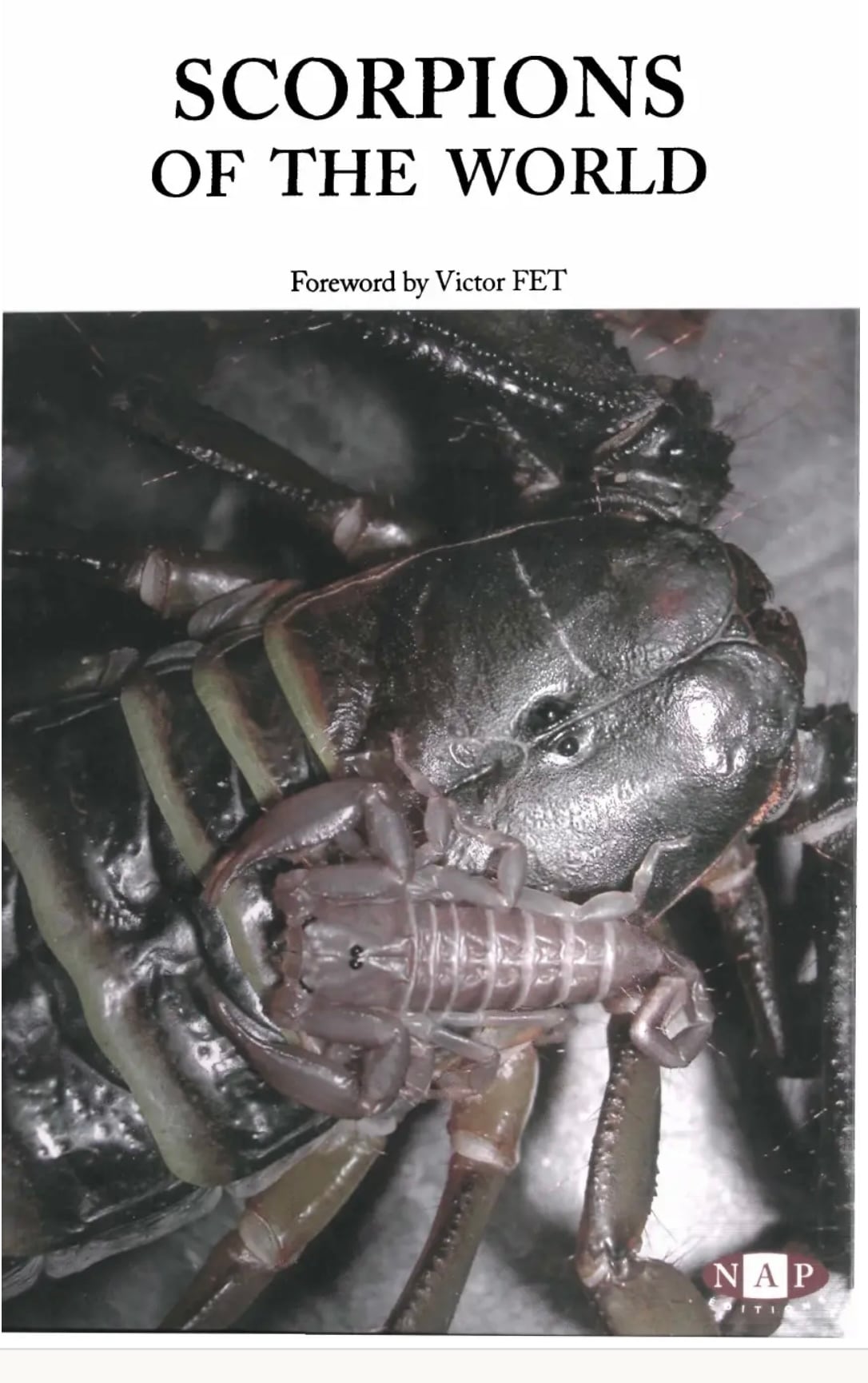 150mm】タイタンオオウスバカミキリ カブトムシクワガタハナムグリ