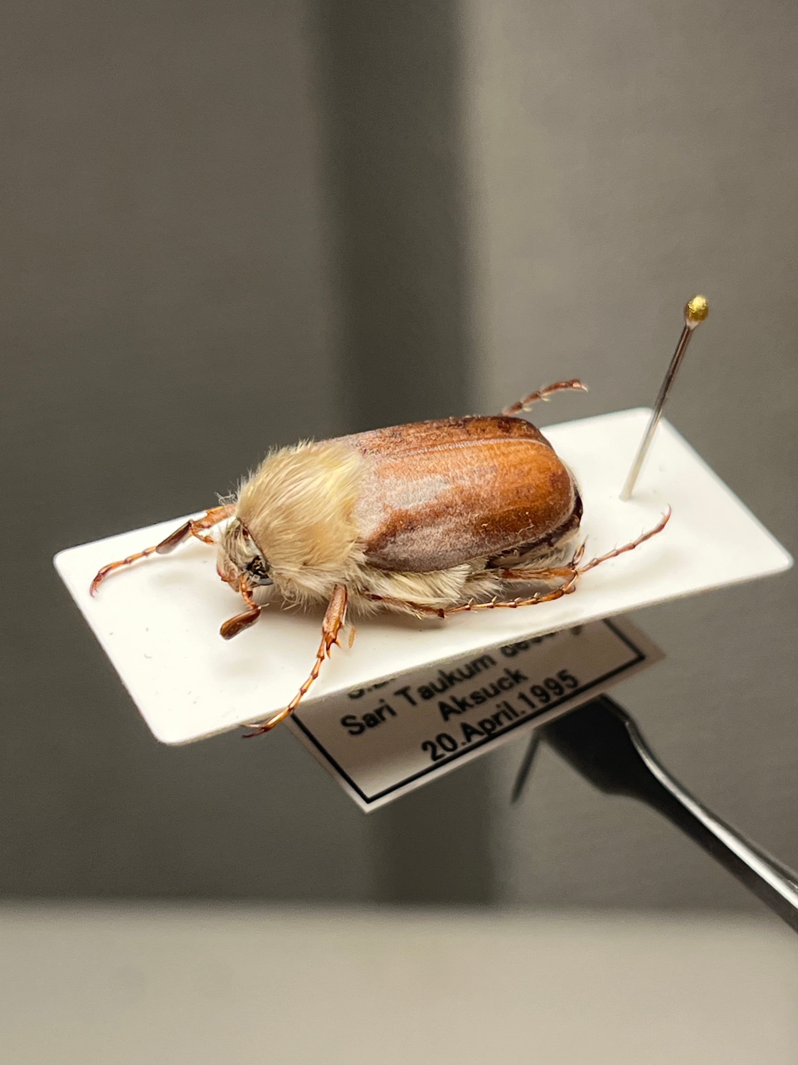 最新作】ボウカルディプラチナコガネ Chrysina boucardi GOLDform 頭が