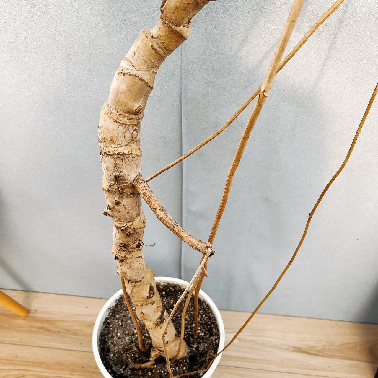 現品］圧巻！ 13番 モンステラ デリシオーサ 幹立ち 8号 観葉植物 室内