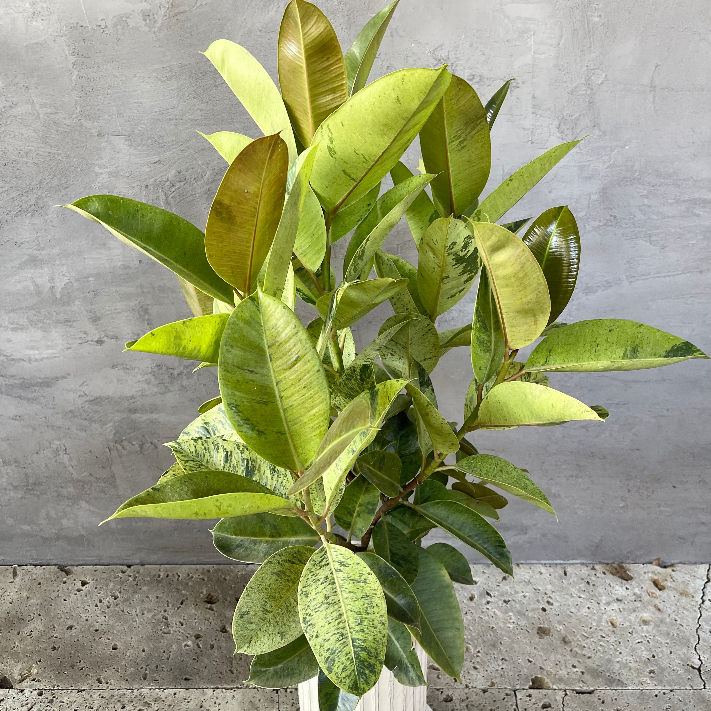 希少 フィカス ジン ホワイトトール陶器鉢 植え込み発送 | HanaGokoro