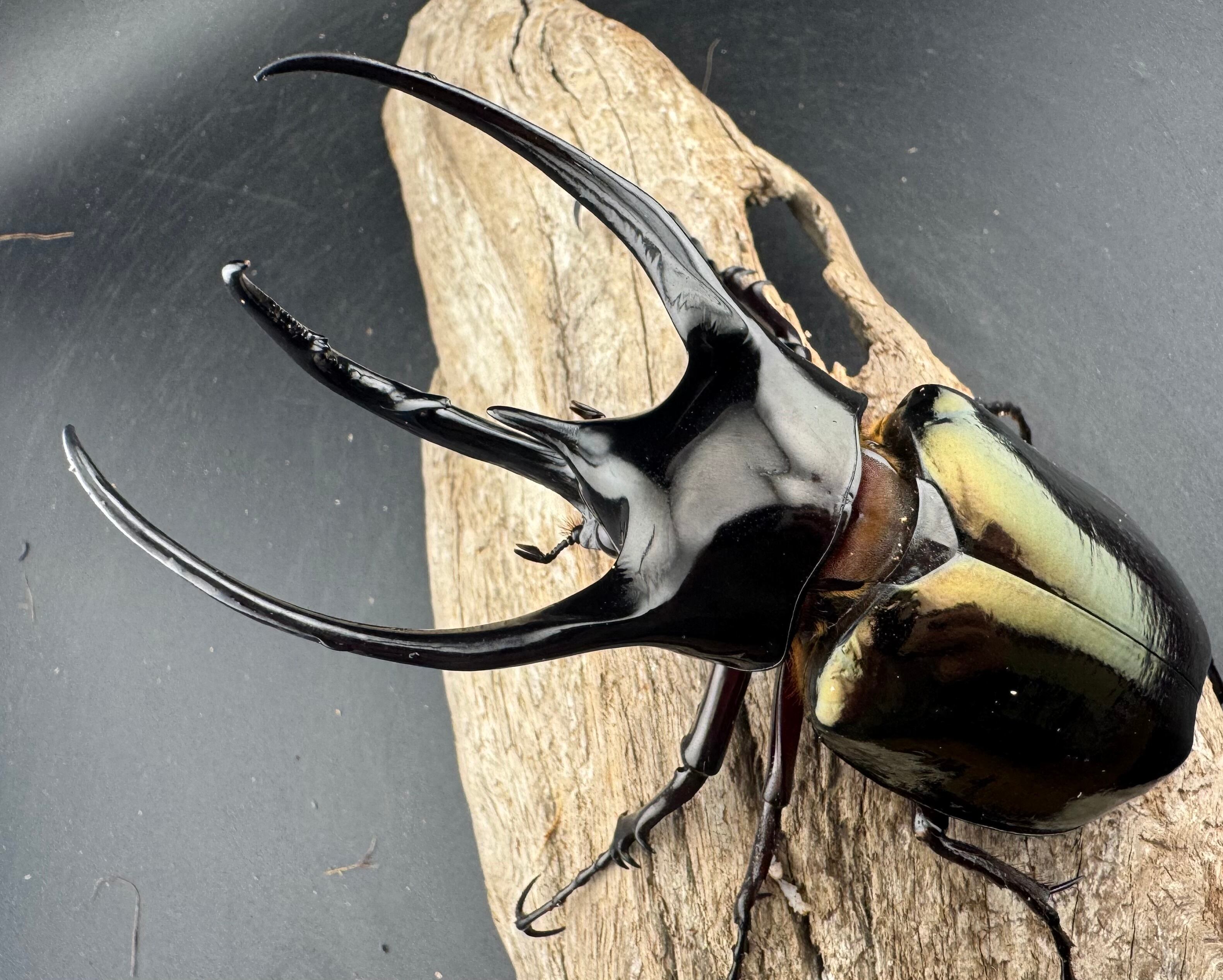 WD】《ジャワコーカサスオオカブト 113mm ペア》 | KPW公式オンライン