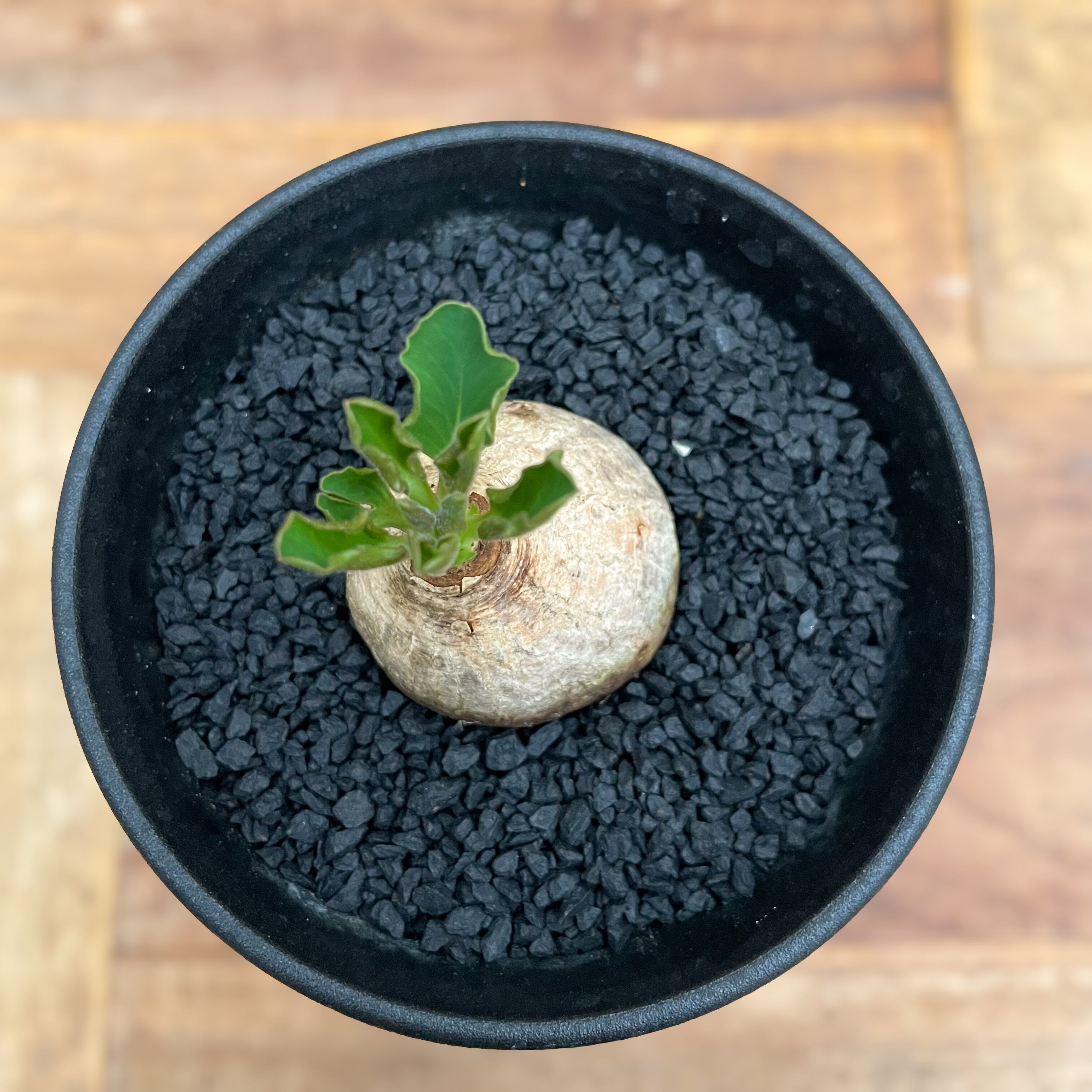 Euphorbia tuberosa 【ユーフォルビア・ツベローサ】 | RIMO'S GREEN