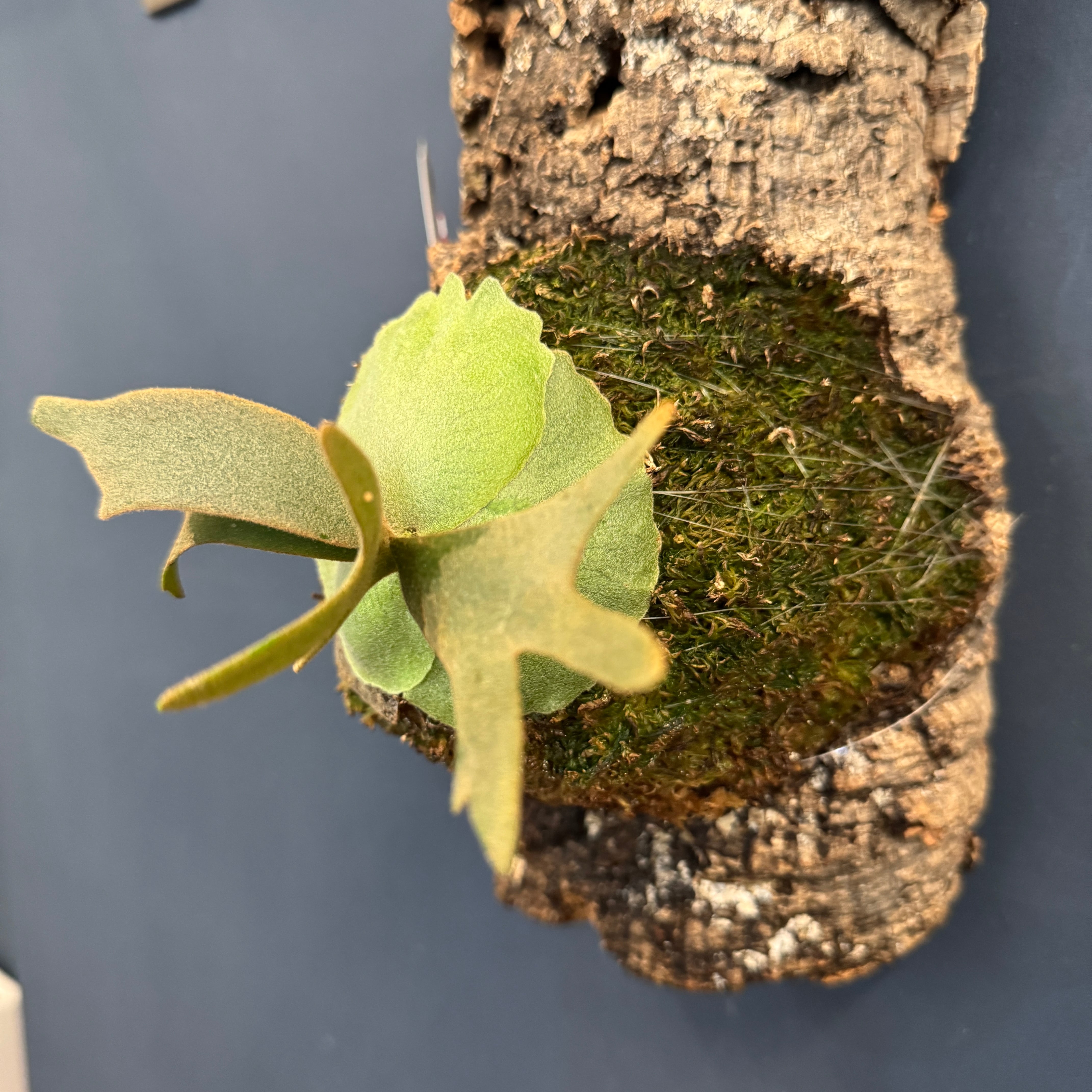 ビカクシダ ジェイドガール P. willinckii 'Jade Girl' spore 板付け