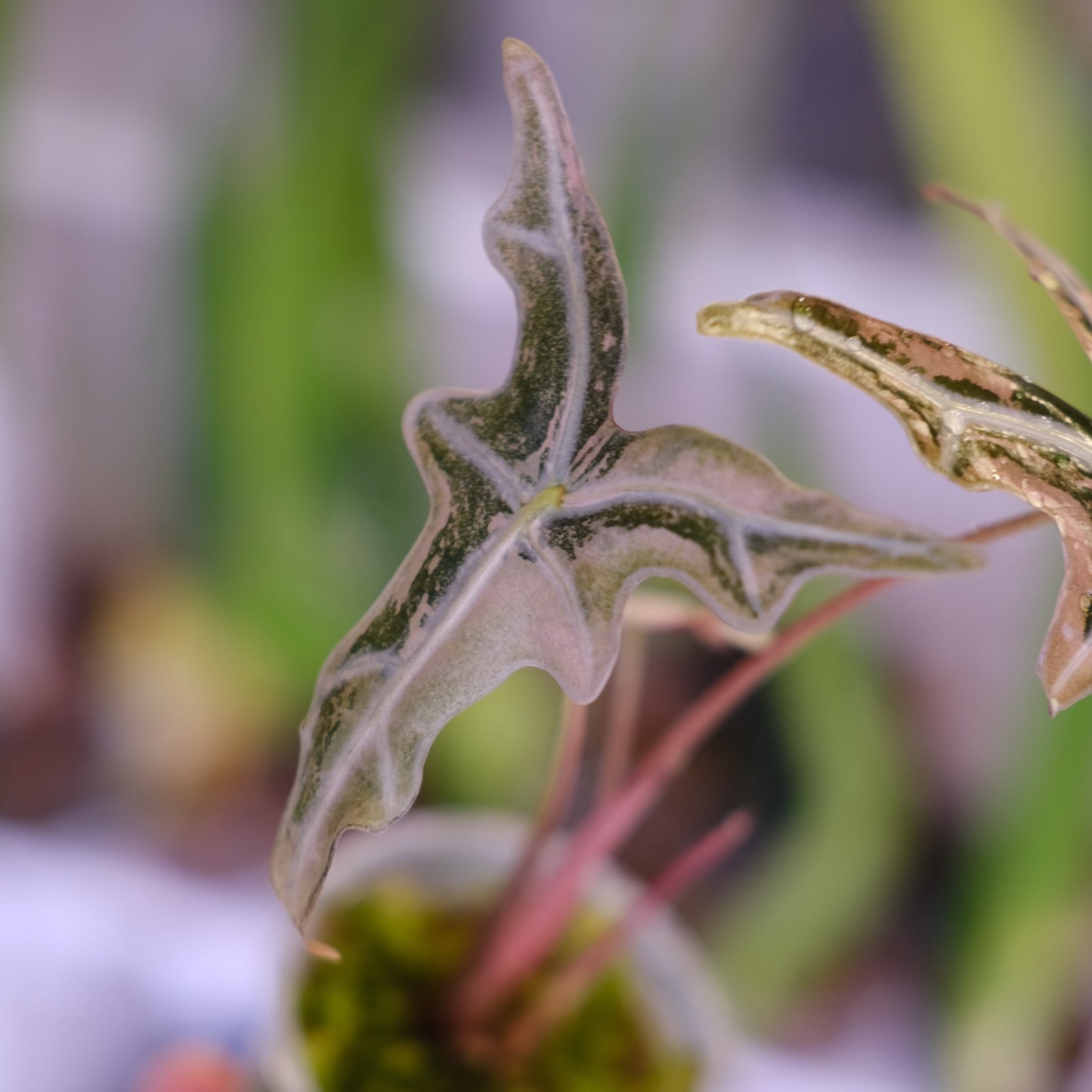 Alocasia Nobillis Pink 