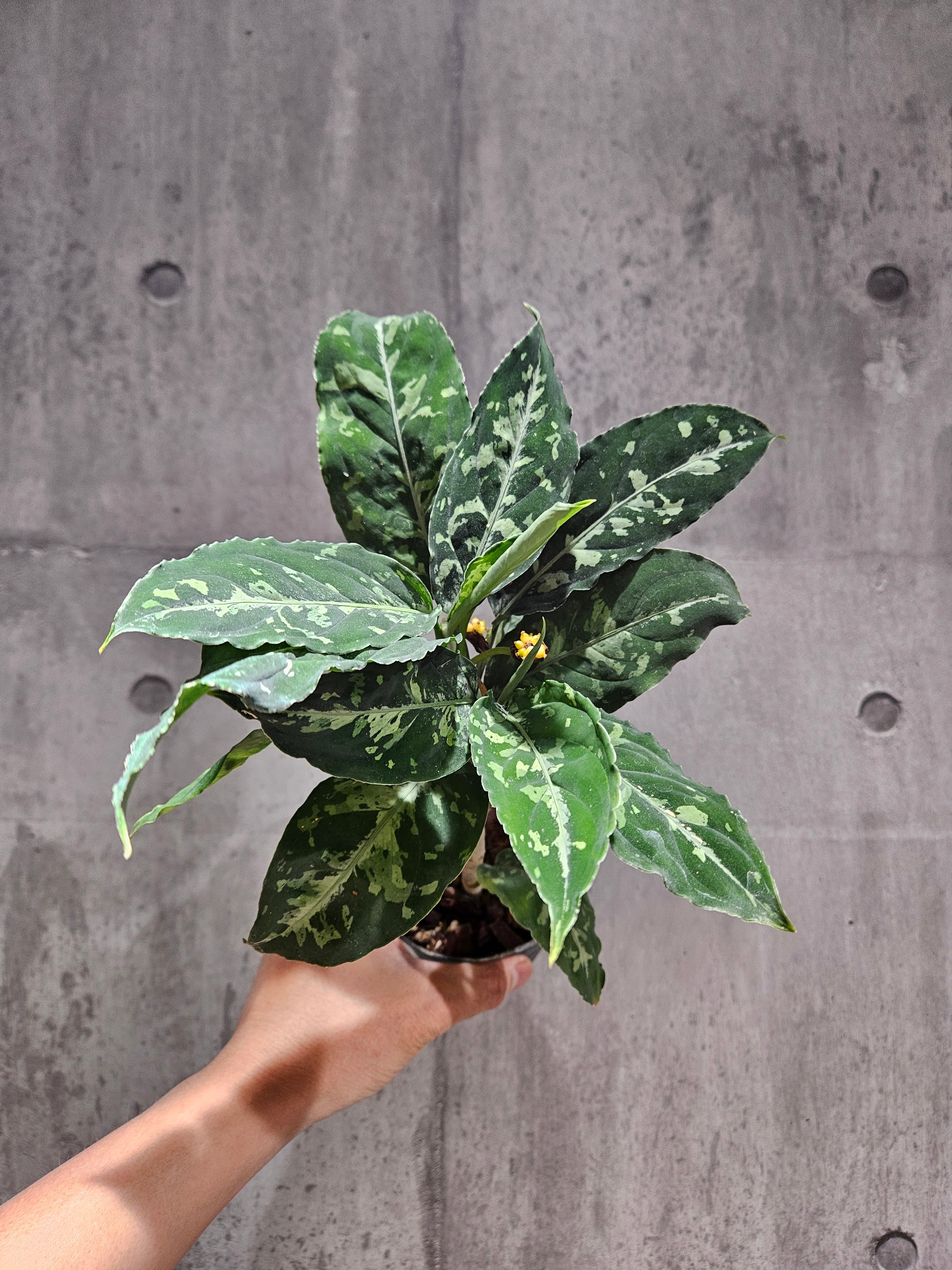 Aglaonema pictum tricolor(アグラオネマ ピクタム トリカラー