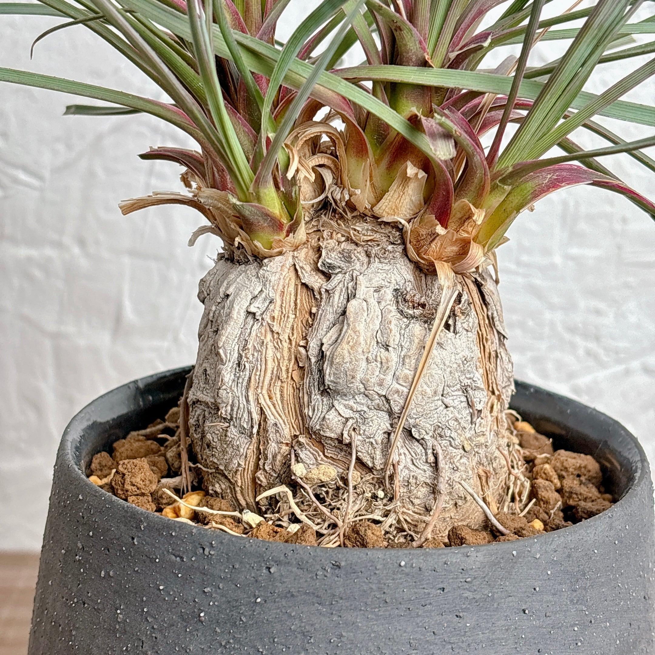 カリバナスフーケリー [塊根植物 観葉植物] | yu25plants