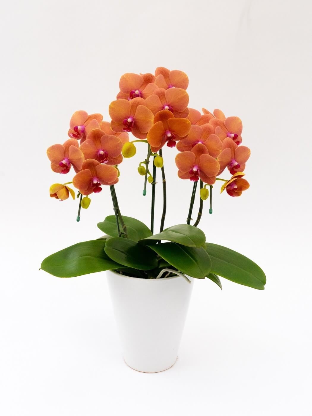 ミディ胡蝶蘭「サーフソング」3本立ち(胡蝶蘭046) | 花you