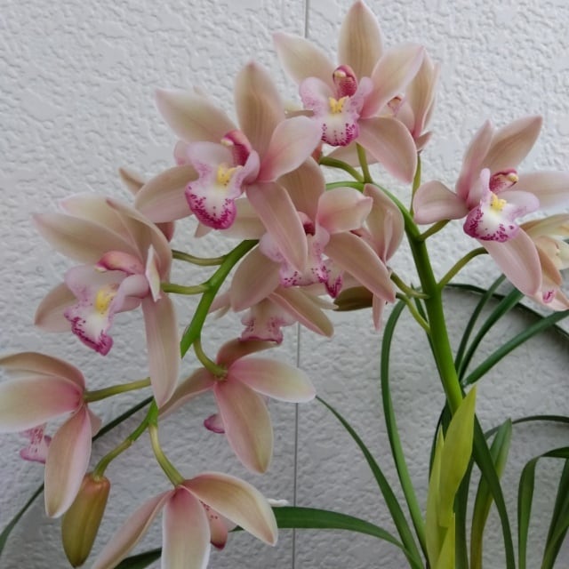 蘭 | hanazukin（花ずきん） 農家直送の花苗・シンビジュームの花束