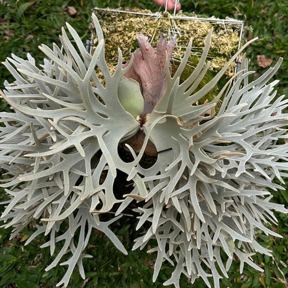 P.willinckii Yellow moon dwarf (from晴花鹿苑) | naturefix