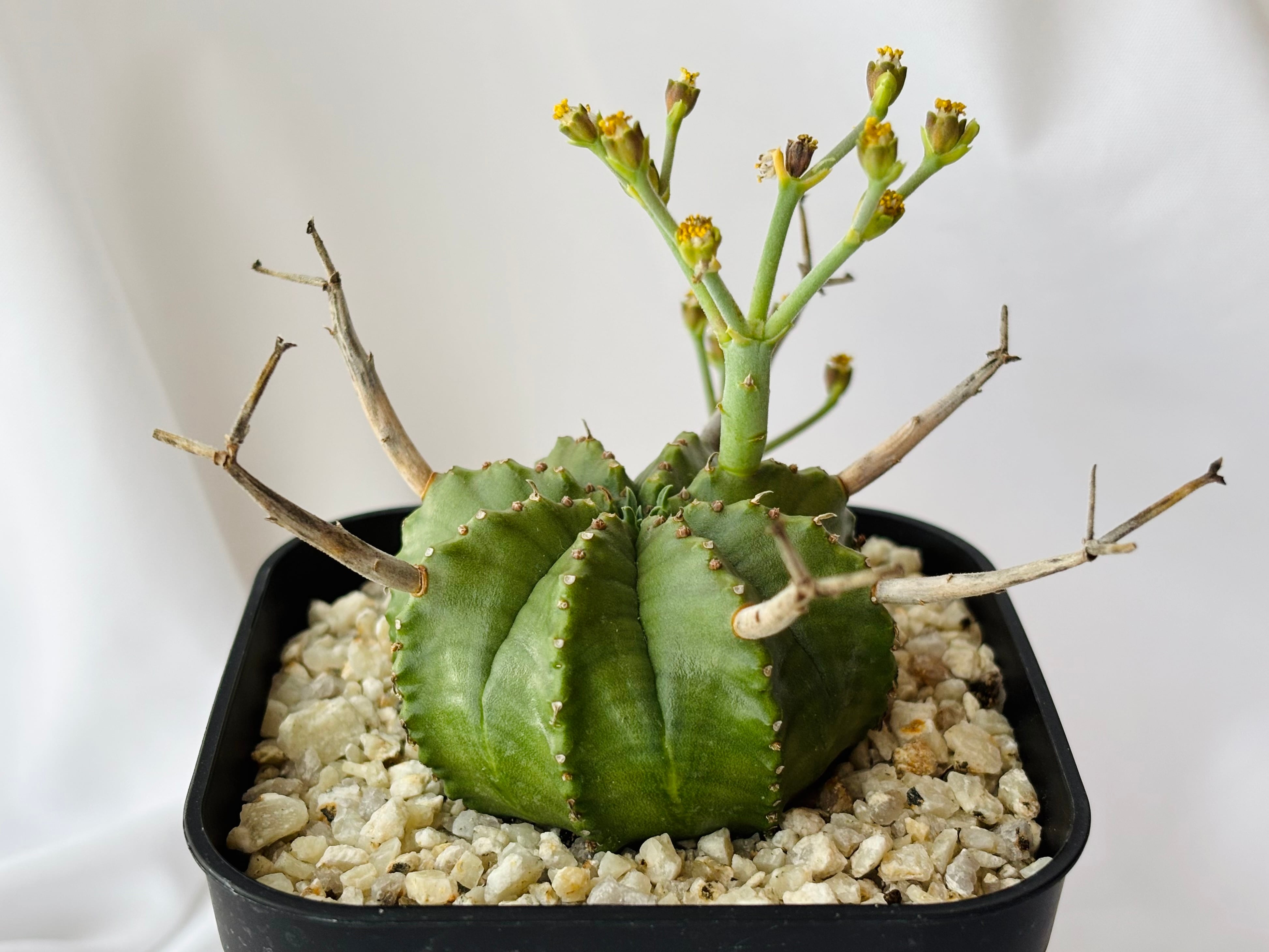 Euphorbia valida ユーフォルビア バリダ 多肉植物 | plants MARU